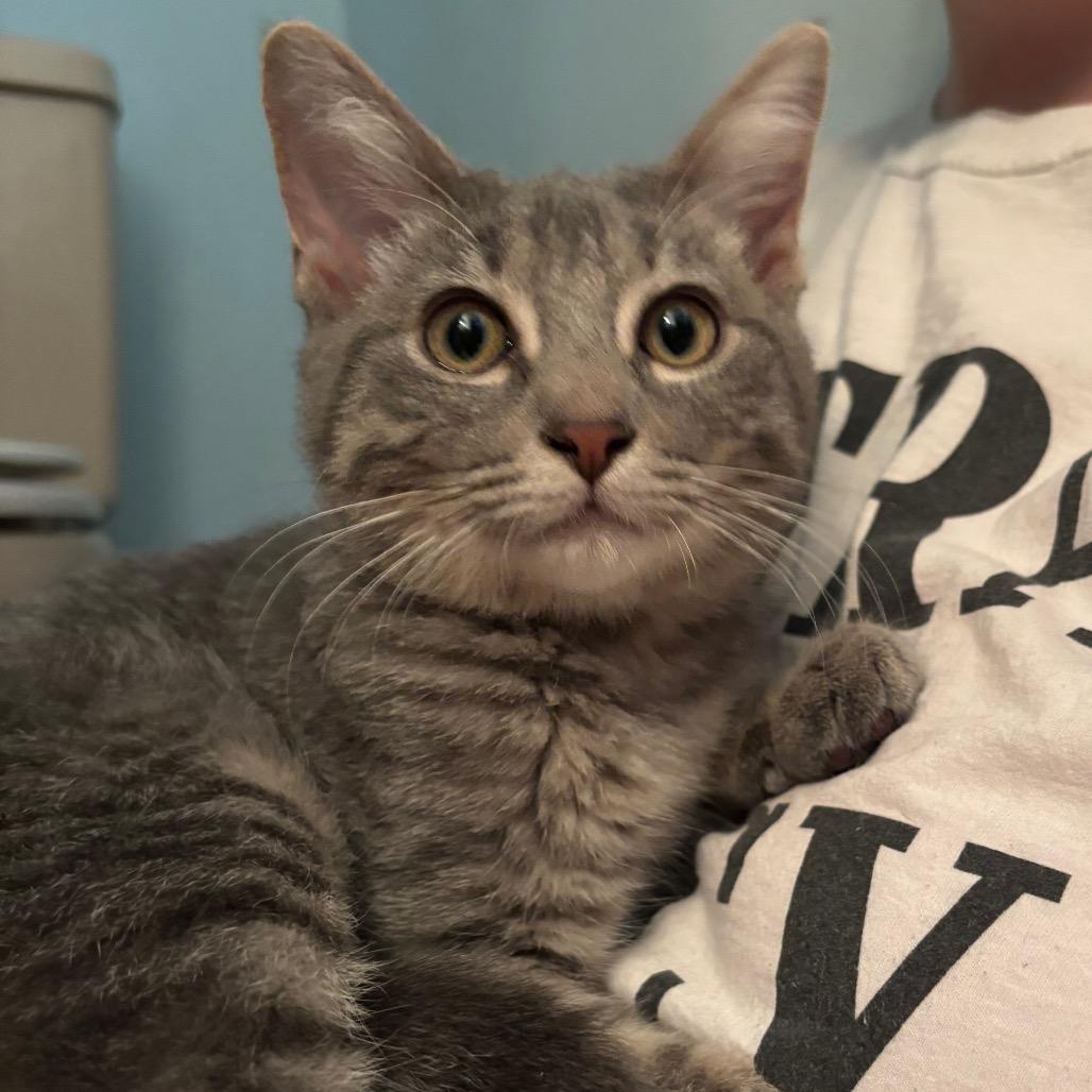 Enlarge Shadow, a Adoptable Domestic Short Hair in Woodbury, NJ image 3/6