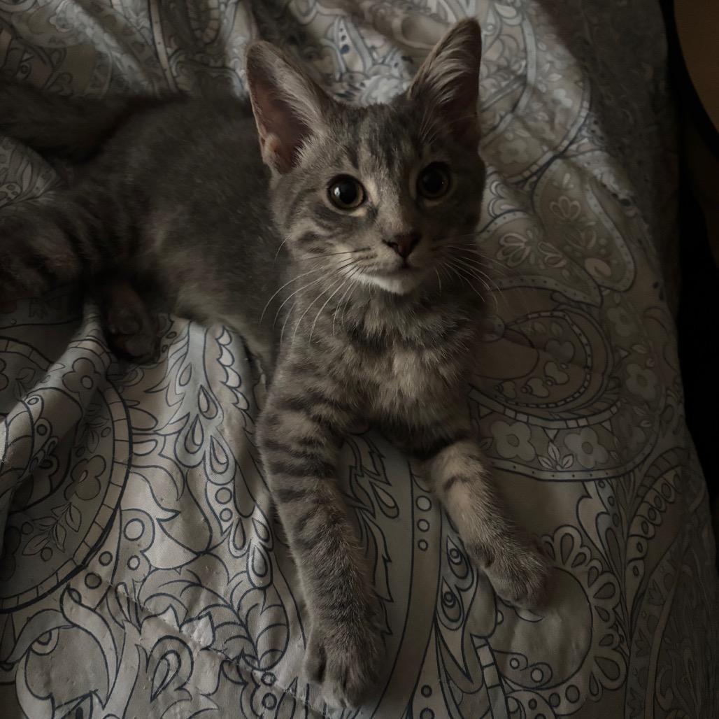 Enlarge Shadow, a Adoptable Domestic Short Hair in Woodbury, NJ image 4/6
