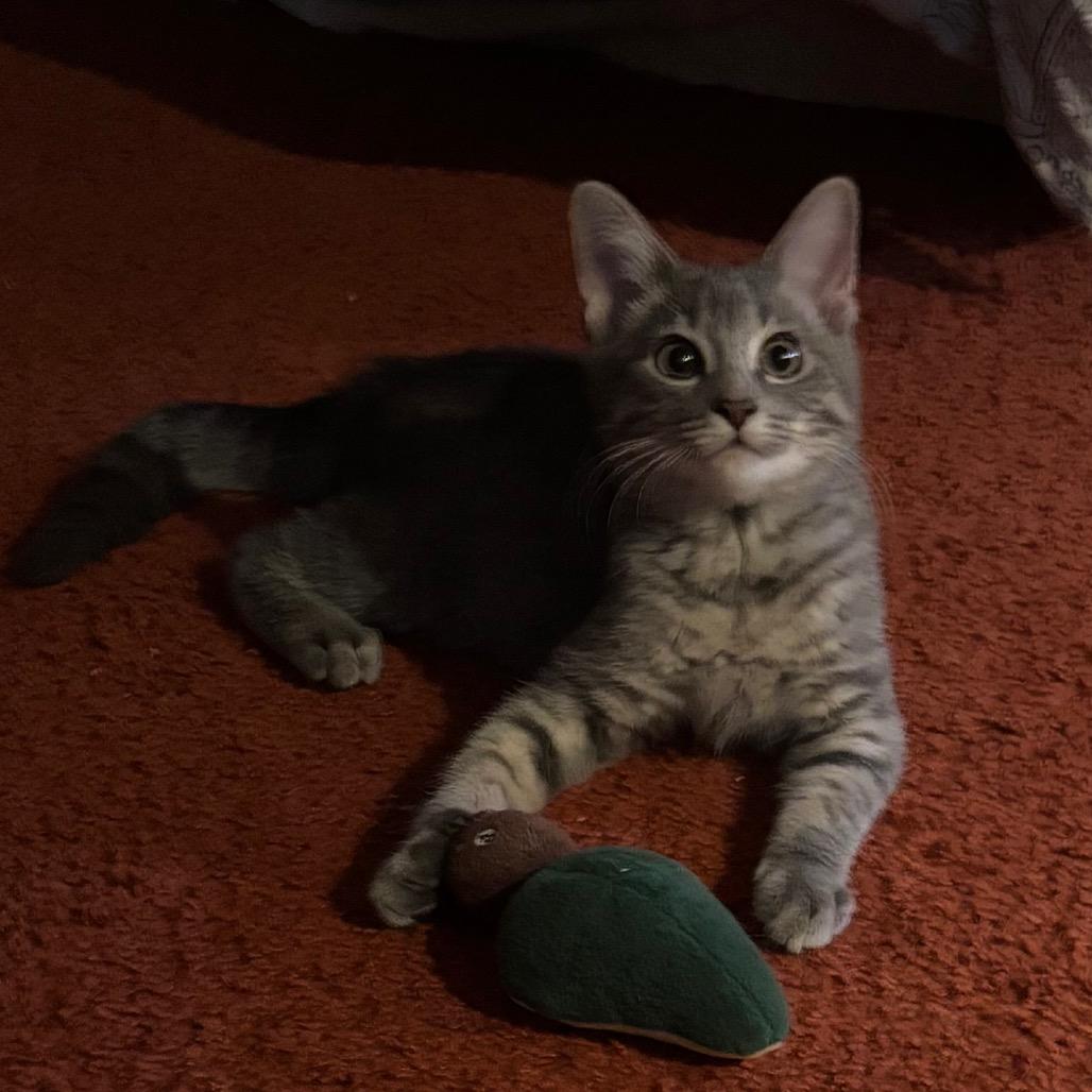 Enlarge Shadow, a Adoptable Domestic Short Hair in Woodbury, NJ image 5/6