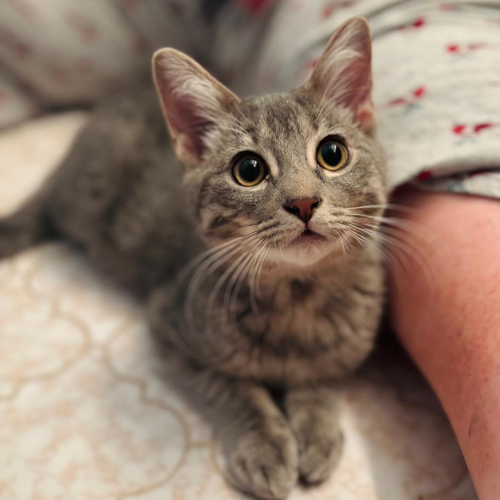 Enlarge Shadow, a Adoptable Domestic Short Hair in Woodbury, NJ image 6/6