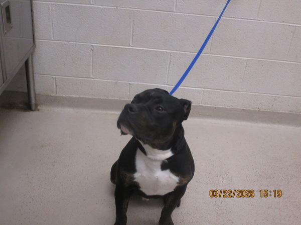 Rolo(825), Adoptable, Young Male Pit Bull Terrier.