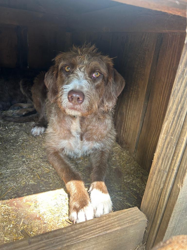 Crimson, Adoptable, Young Female Wirehaired Pointing Griffon.
