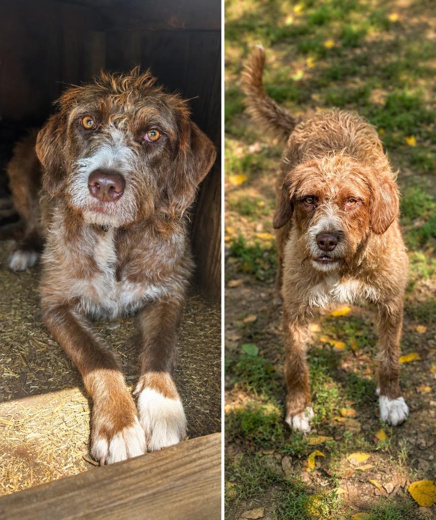 Enlarge Crimson, a Adoptable Wirehaired Pointing Griffon in Russellville, KY image 2/2