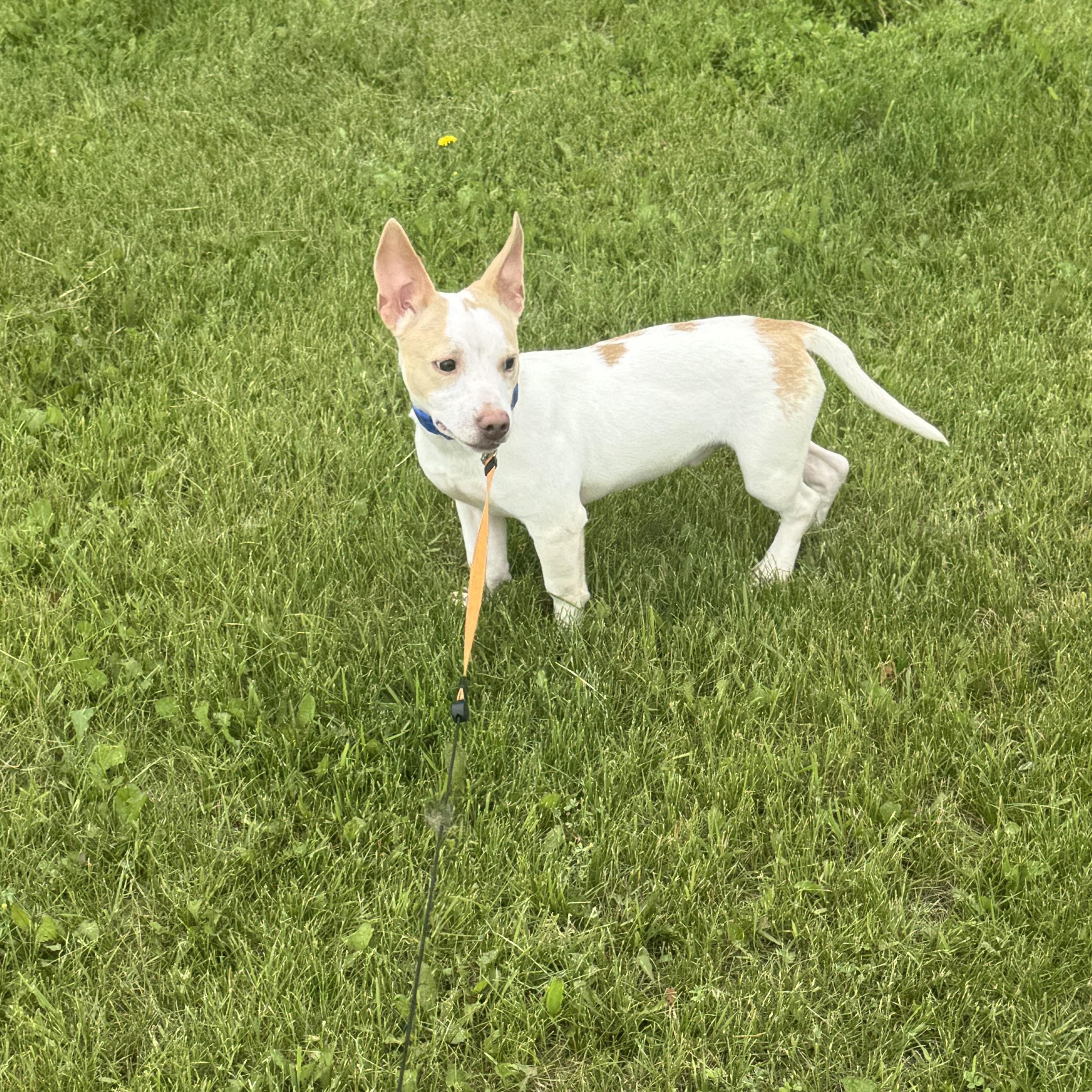 Enlarge Tango, a ADOPTABLE mixed breed in Cando, ND image 2/3