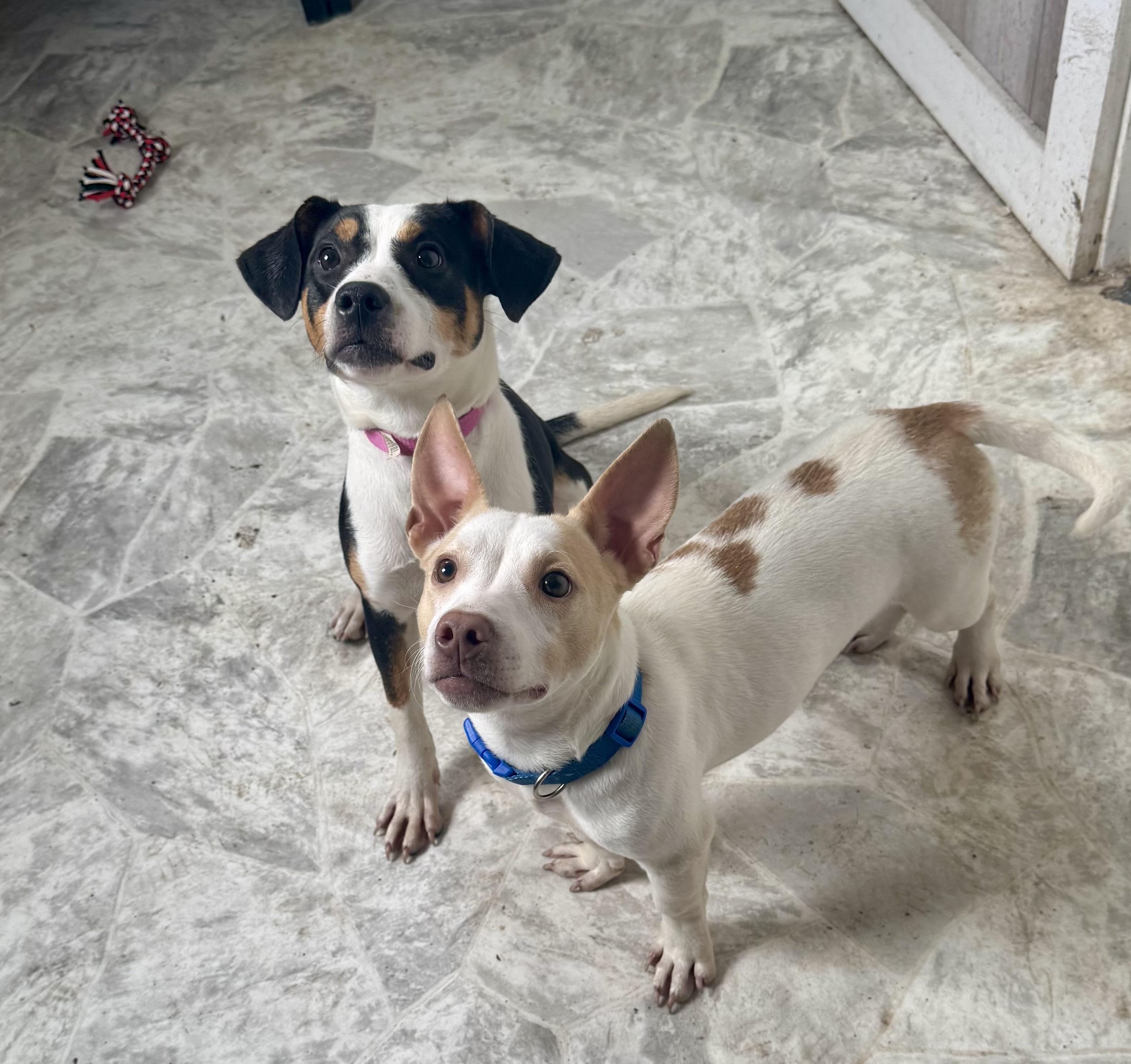 Enlarge Tango, a ADOPTABLE mixed breed in Cando, ND image 3/3
