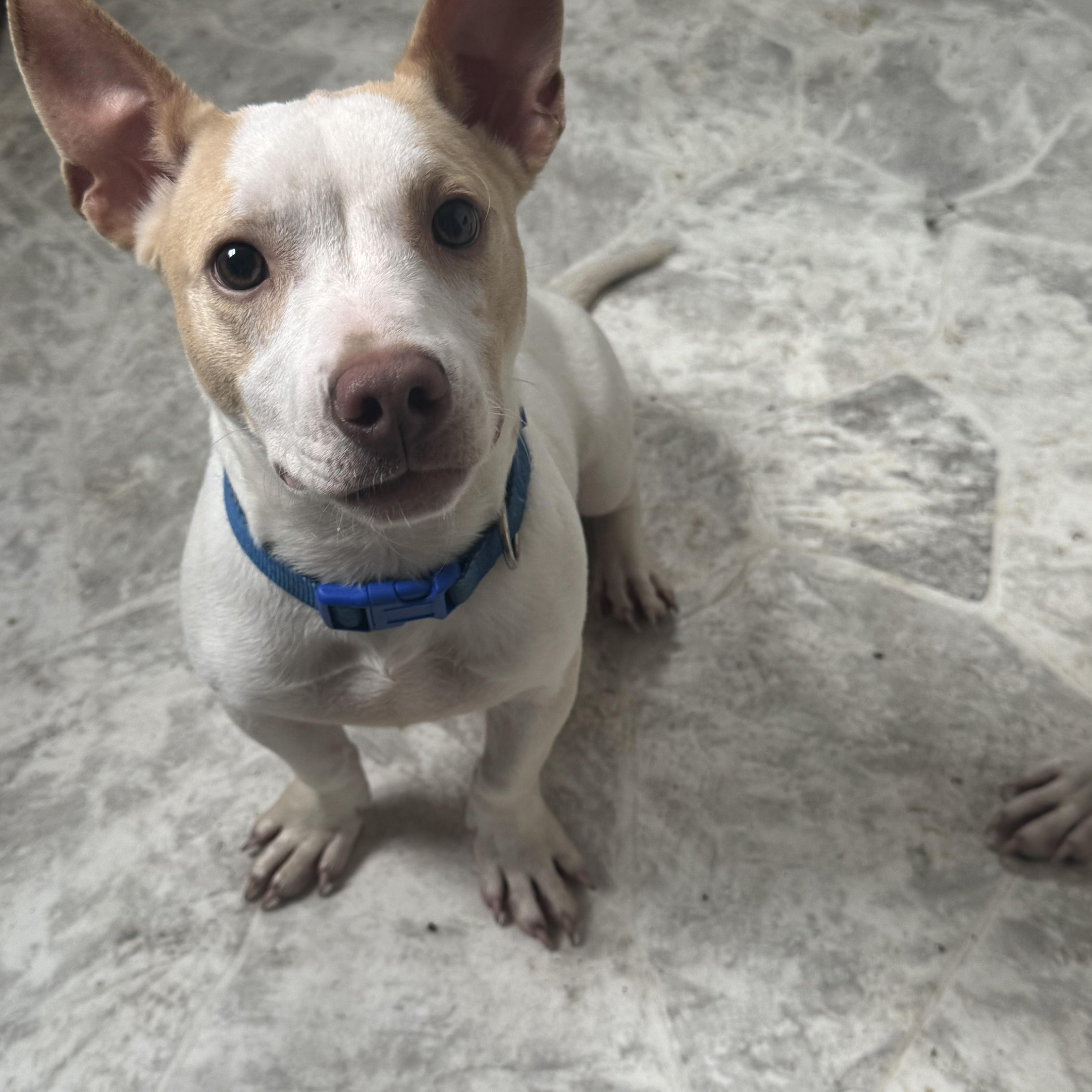 Tango, ADOPTABLE, Puppy Male Chihuahua.