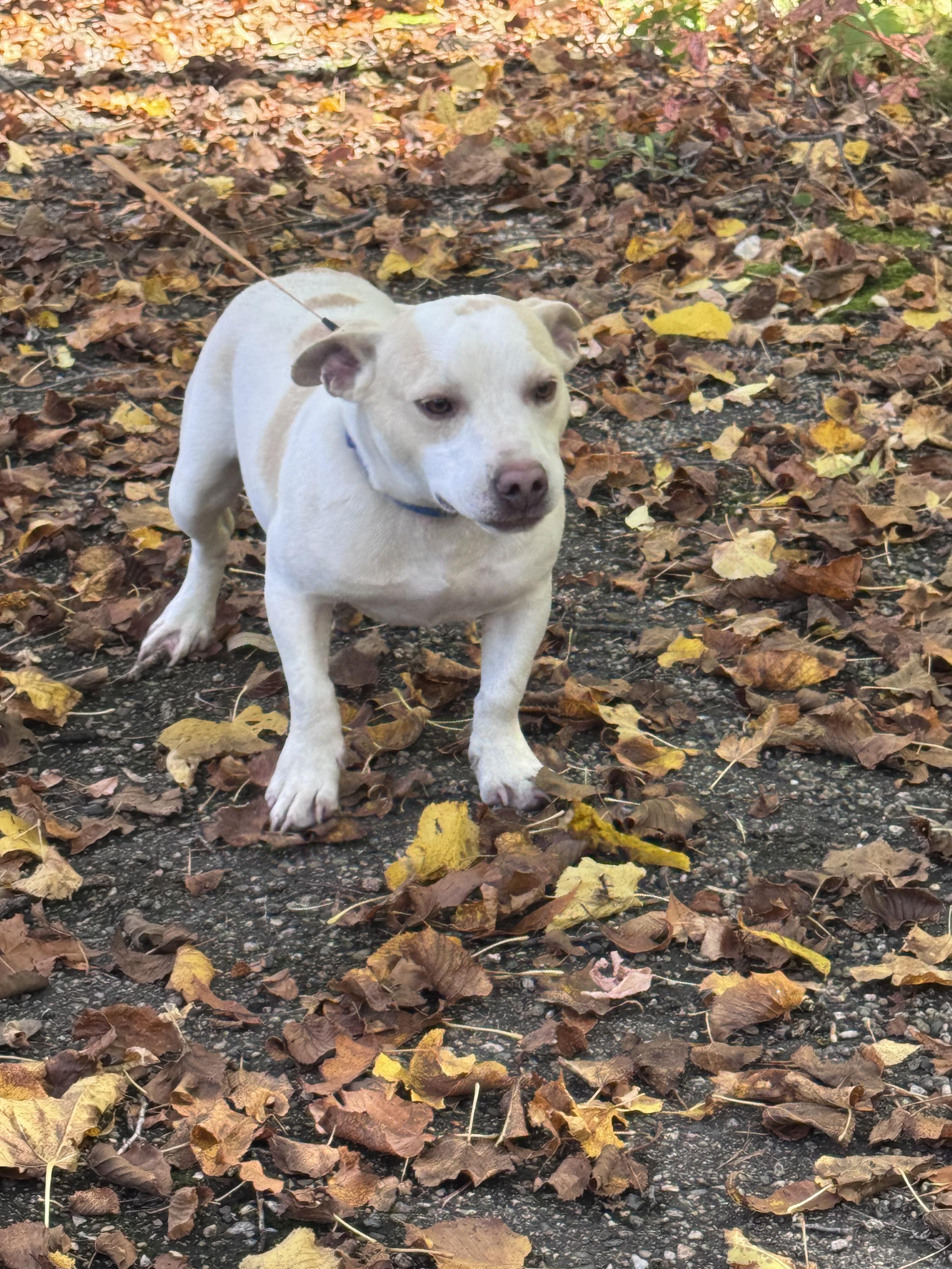 Enlarge Tango, a Adoptable mixed breed in Cando, ND image 4/5