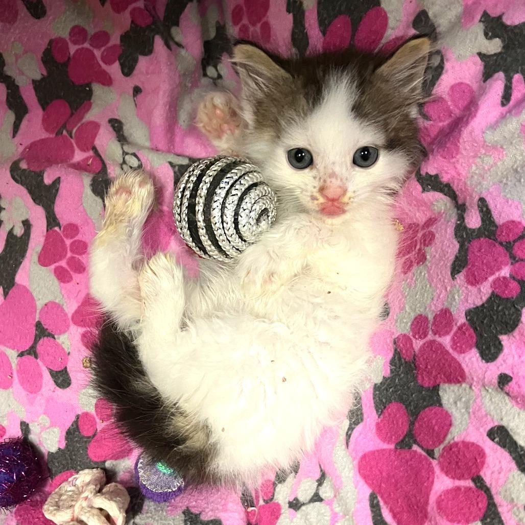 Zuko, Adoptable, Kitten Male Domestic Short Hair.