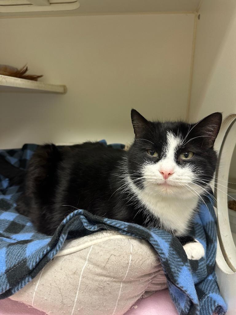 Boots (Willowwood), Adoptable, Young Male Domestic Short Hair.