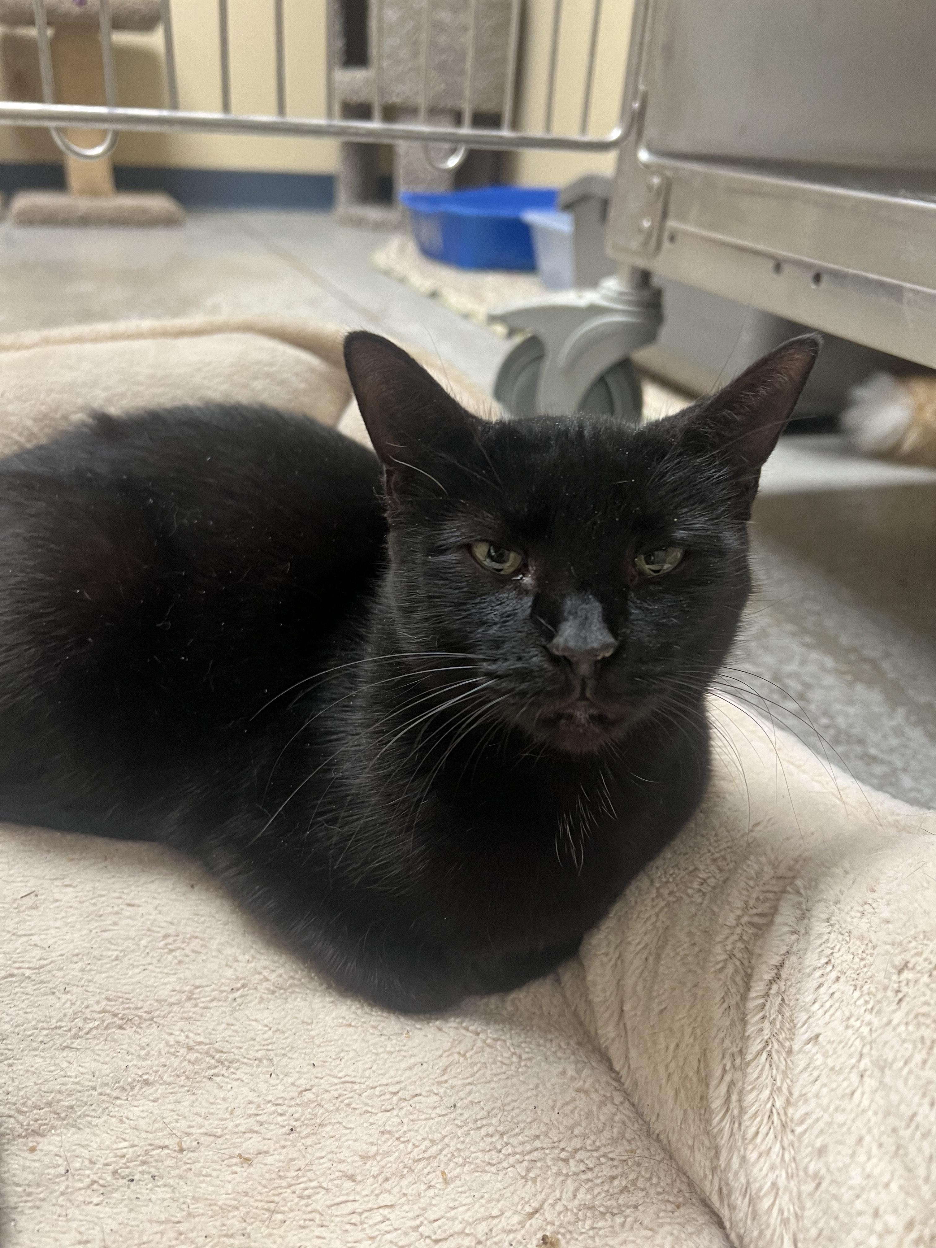 Crissie, Adoptable, Young Female Domestic Short Hair.