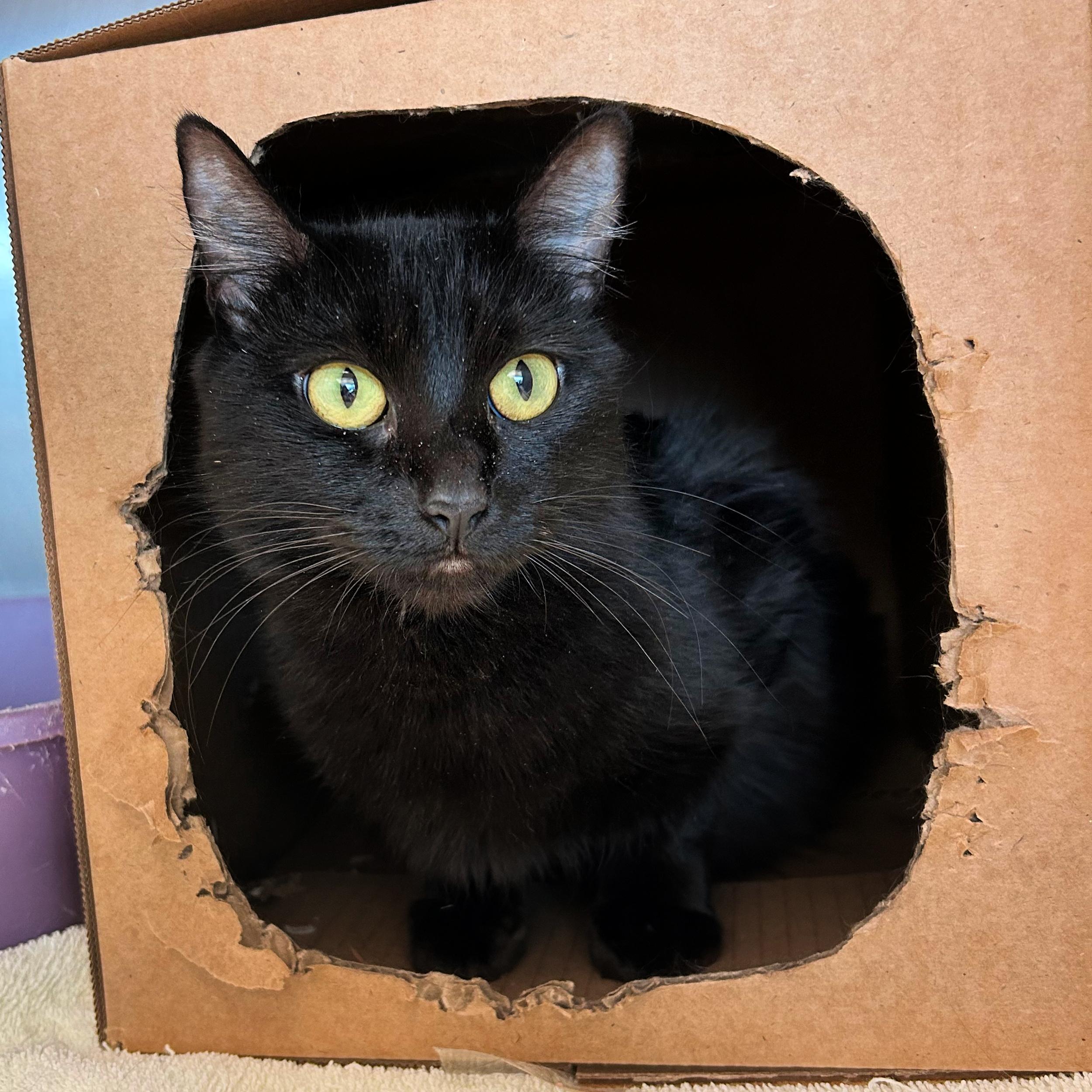 Elfie, ADOPTABLE, Adult Female Domestic Medium Hair.