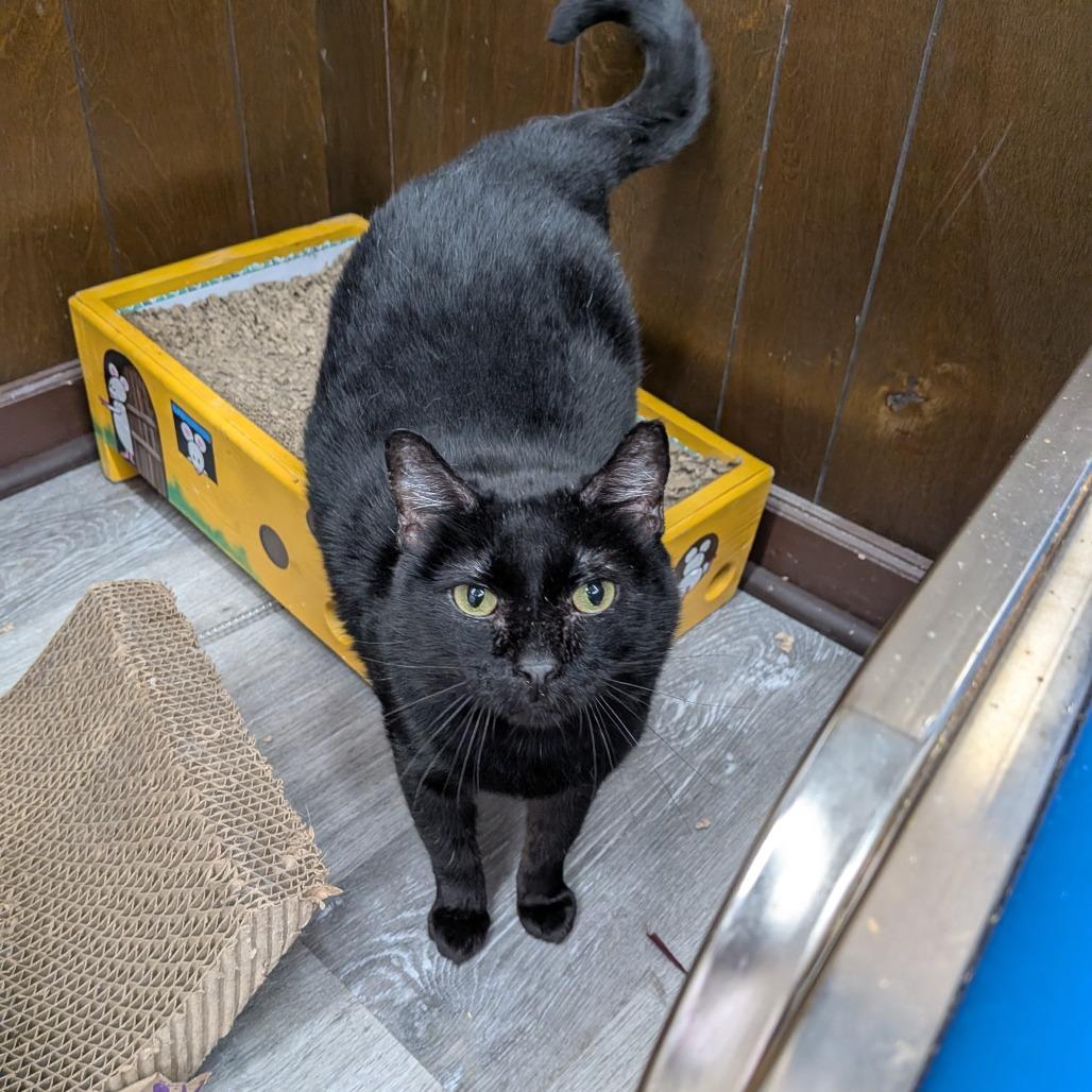 Riggs, Adoptable, Adult Male Domestic Short Hair.