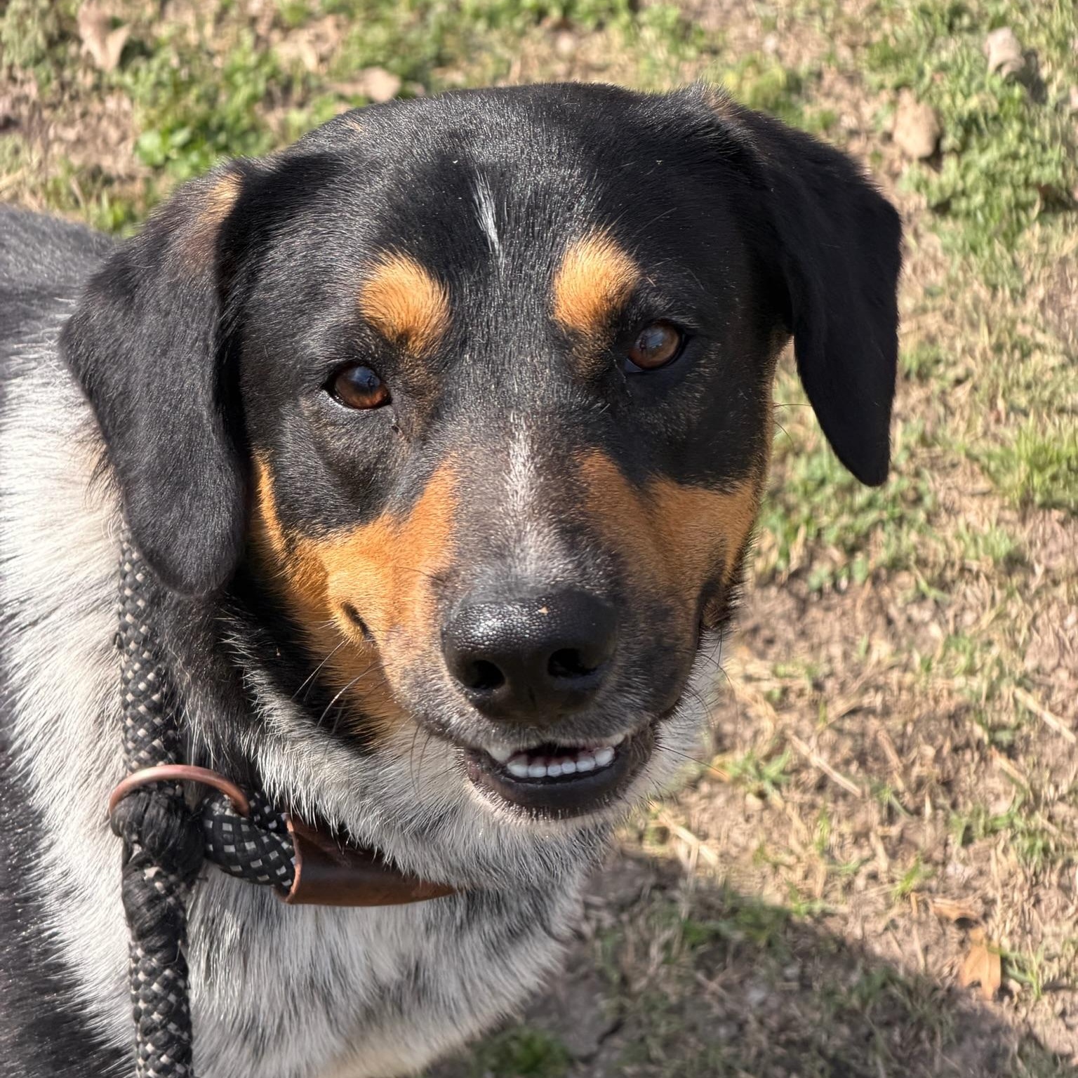 Enlarge Wallie, a ADOPTABLE mixed breed in Sherman, TX image 2/4