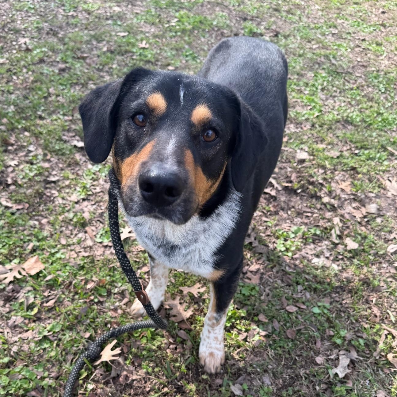 Enlarge Wallie, a ADOPTABLE mixed breed in Sherman, TX image 4/4