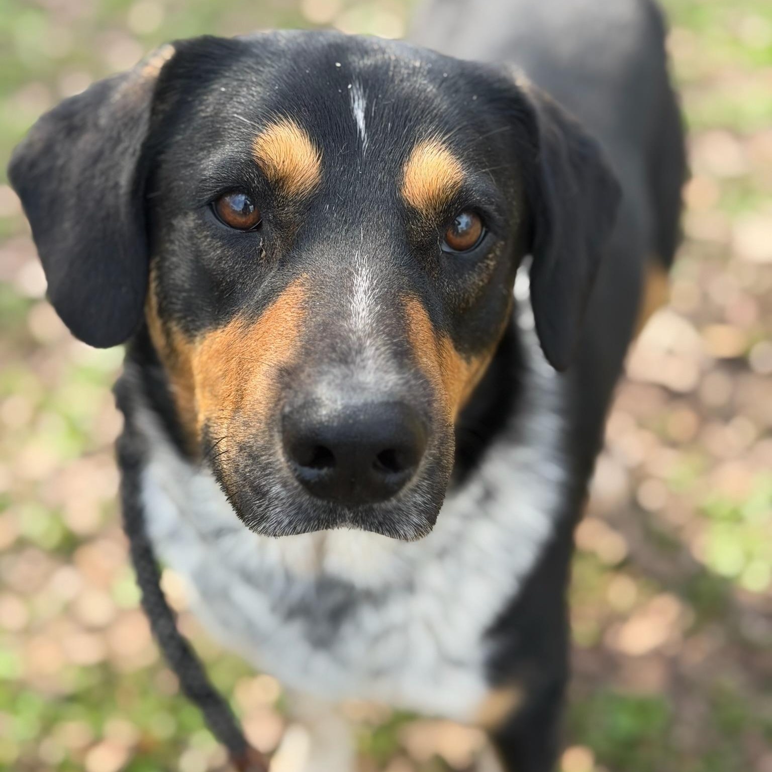 Enlarge Wallie, a ADOPTABLE mixed breed in Sherman, TX image 1/4