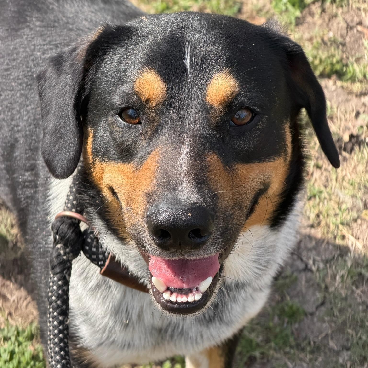 Enlarge Wallie, a ADOPTABLE mixed breed in Sherman, TX image 3/4