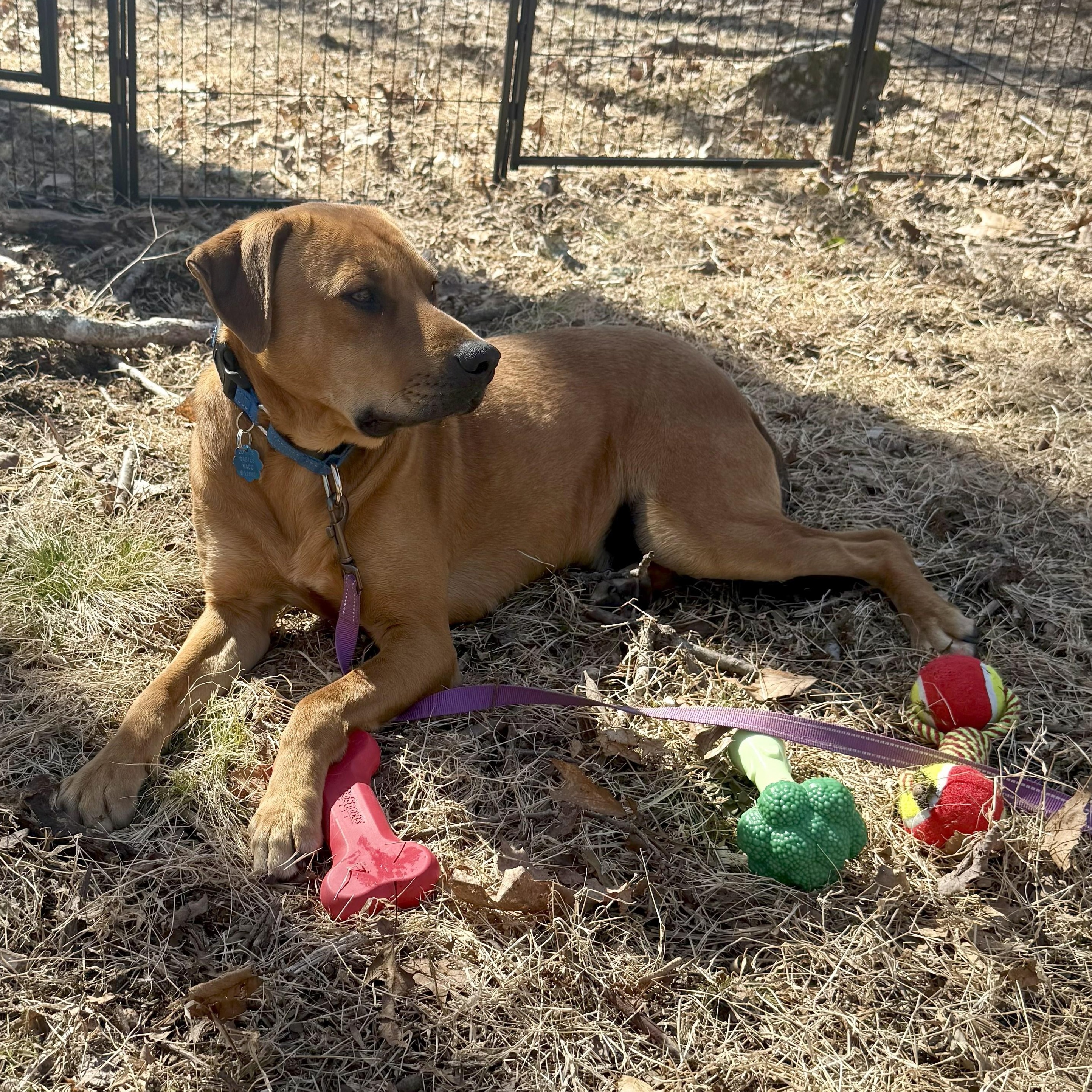 Enlarge Theo, a ADOPTABLE mixed breed in Manchester, CT image 3/6
