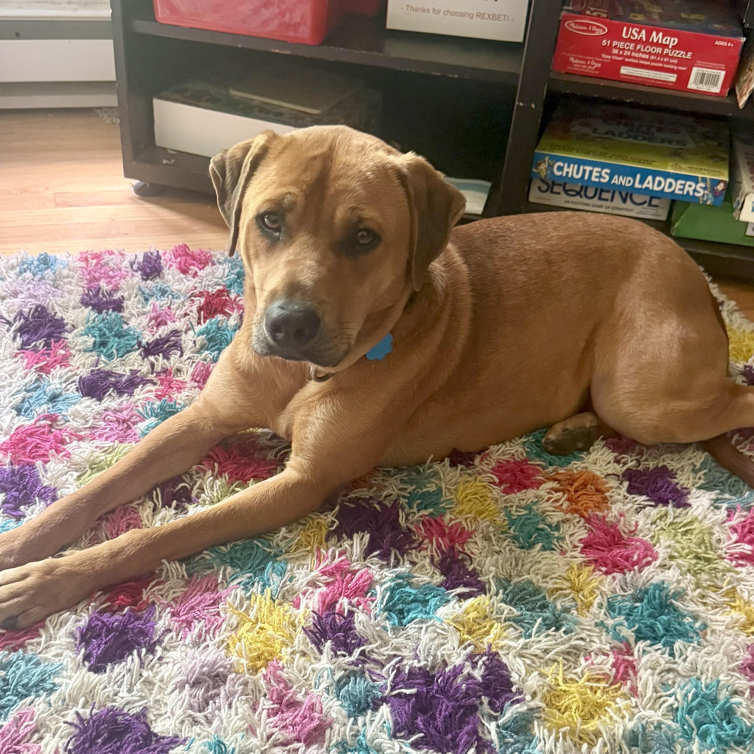 Enlarge Theo, a ADOPTABLE mixed breed in Manchester, CT image 2/6