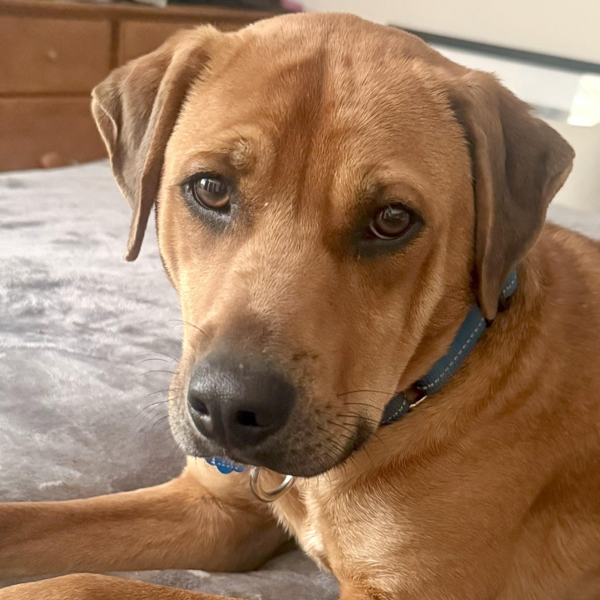Enlarge Theo, a ADOPTABLE mixed breed in Manchester, CT image 1/6