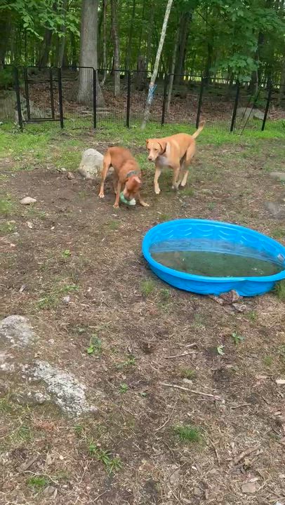 Enlarge Theo, a ADOPTABLE mixed breed in Manchester, CT video 6/6