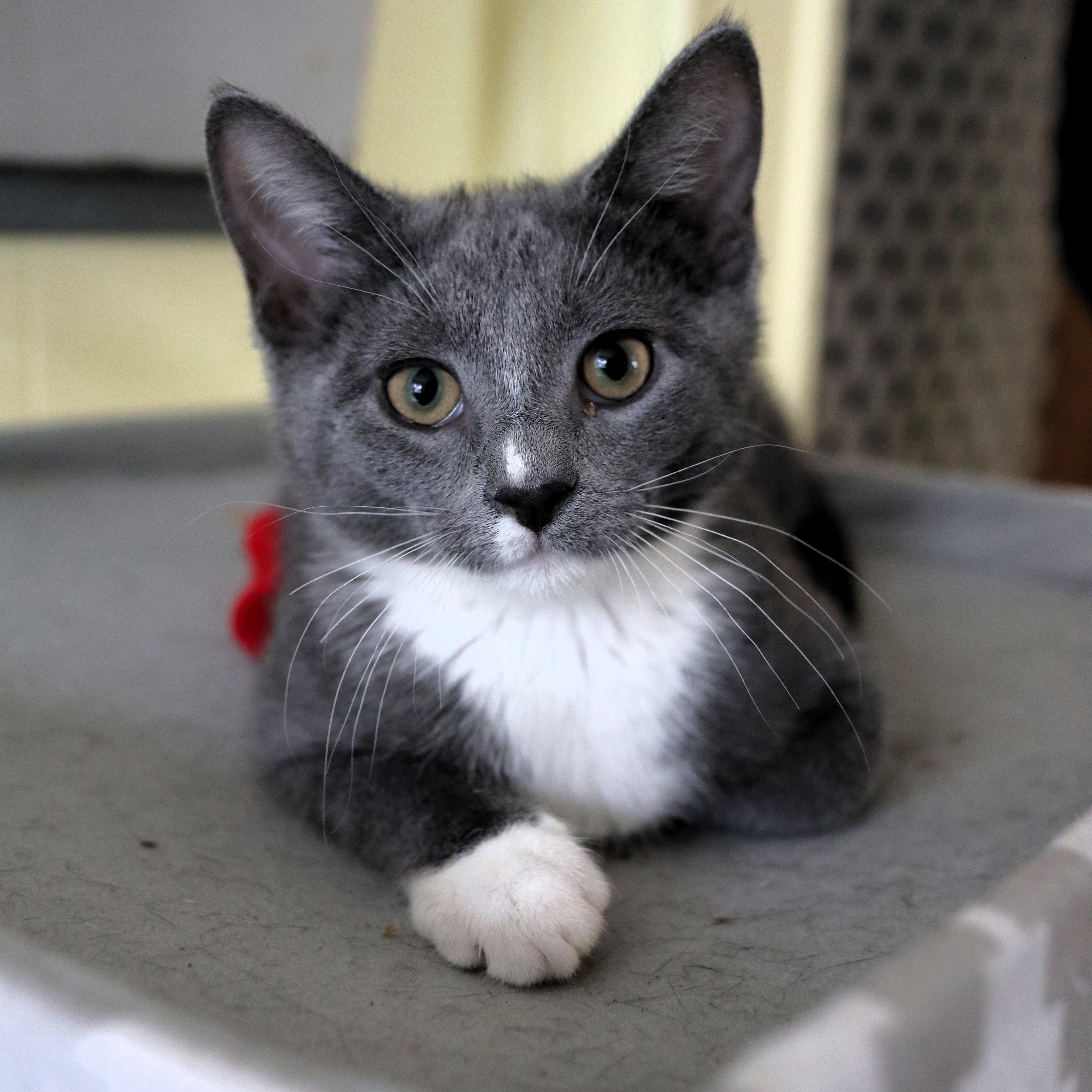 Carlos, Adoptable, Kitten Male Domestic Short Hair.