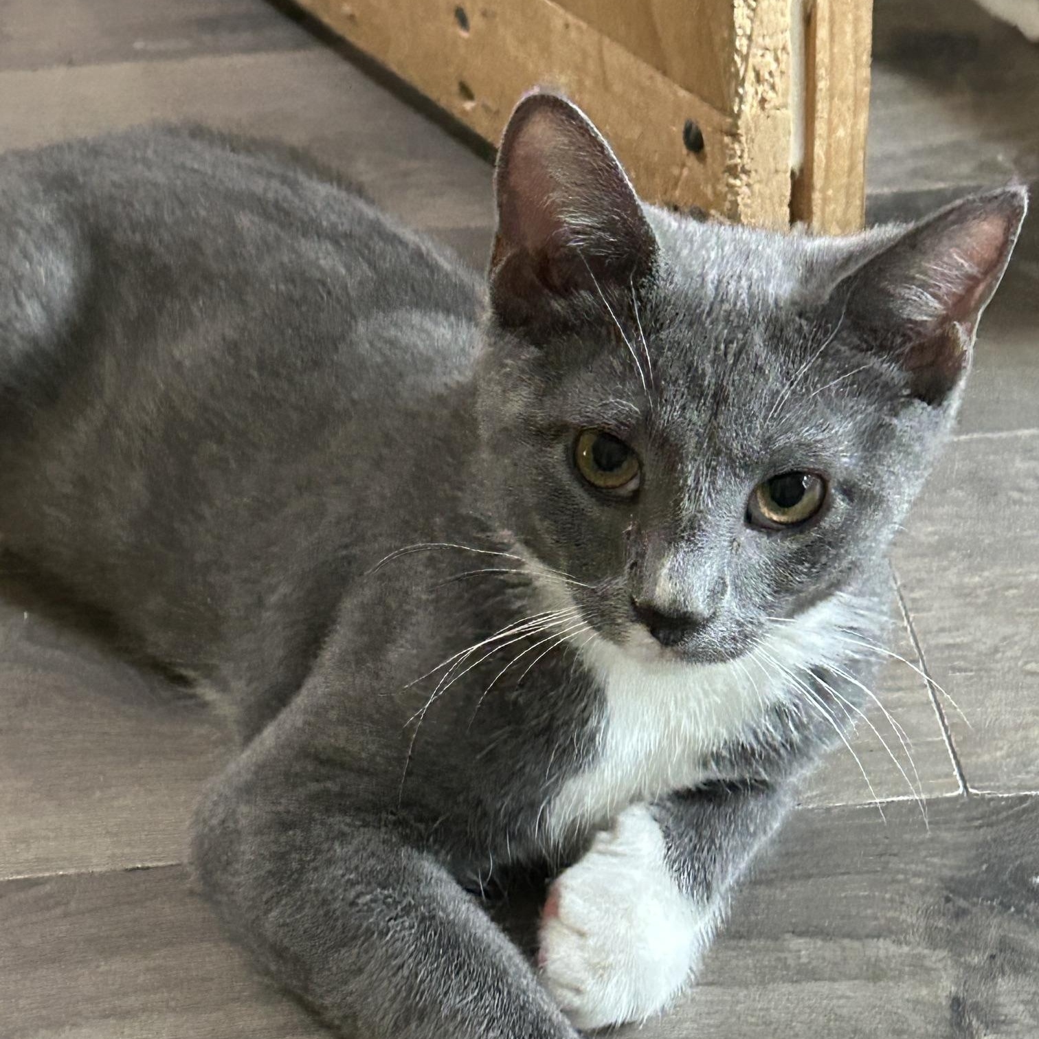 Carlos, a Adoptable Domestic Short Hair in Mount Rainier, MD image 3/4