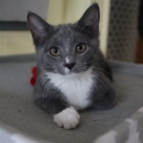 Carlos, Adoptable, Kitten Male Domestic Short Hair.