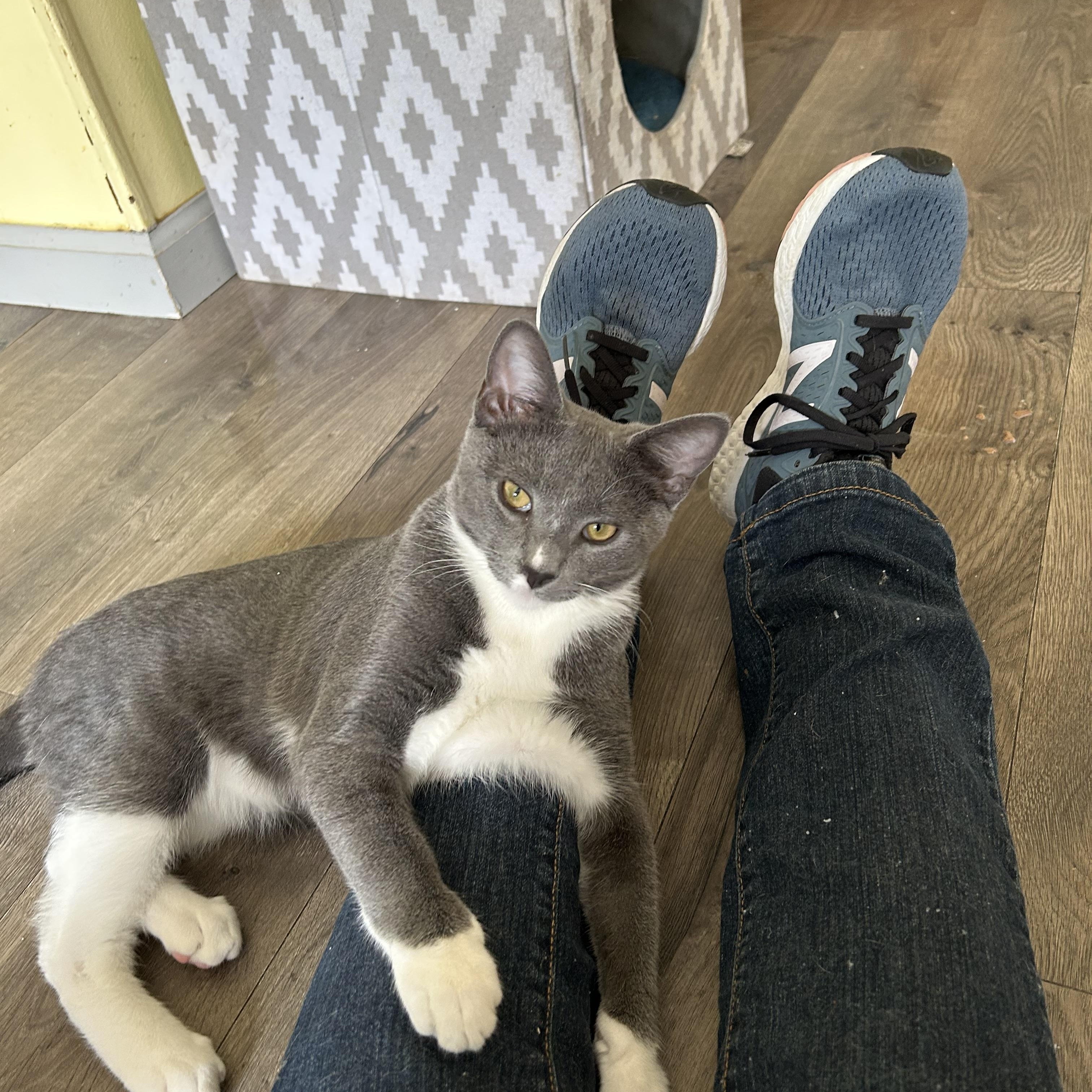 Carlos, an adoptable Domestic Short Hair in Mount Rainier, MD image 2/5