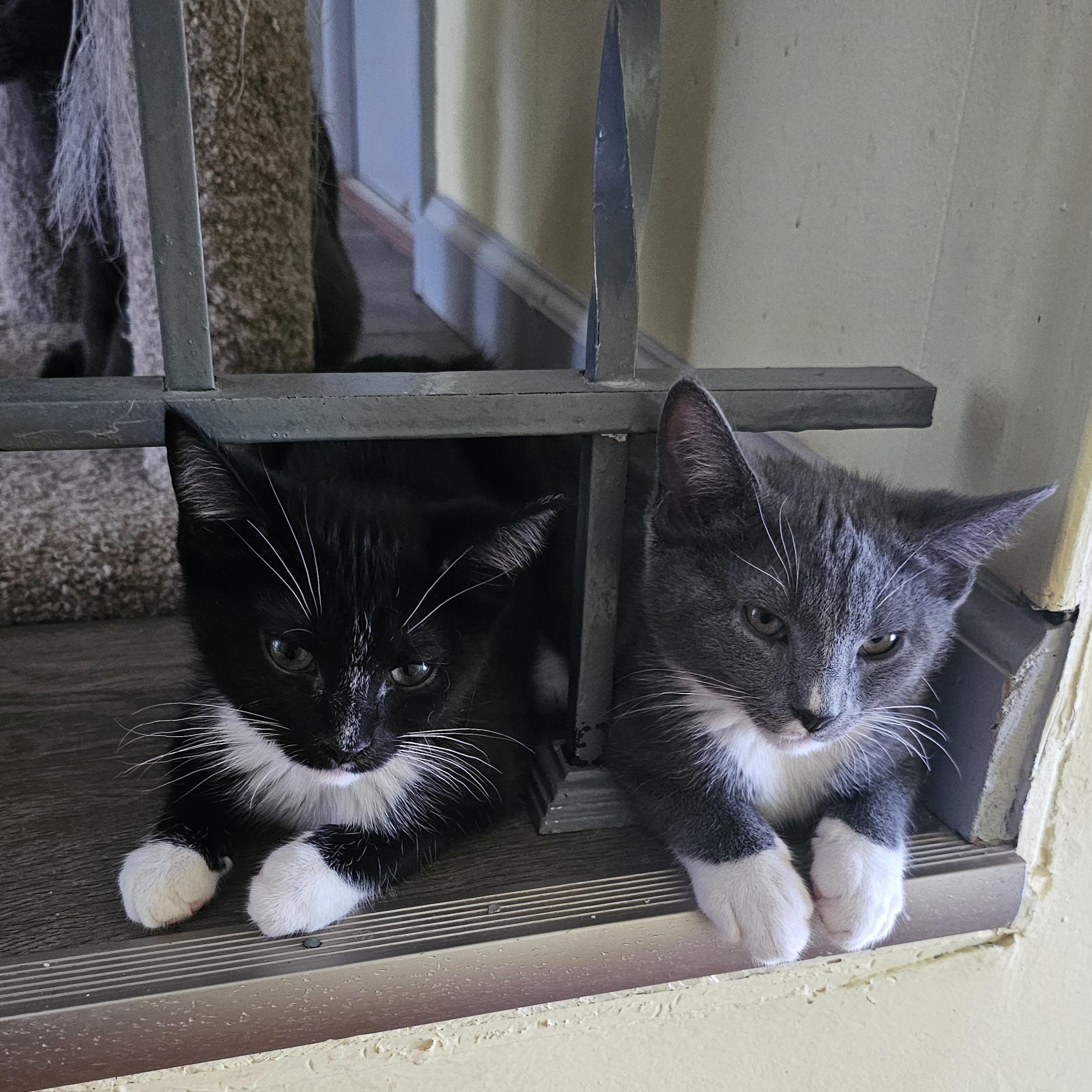 Carlos, a Adoptable Domestic Short Hair in Mount Rainier, MD image 2/4