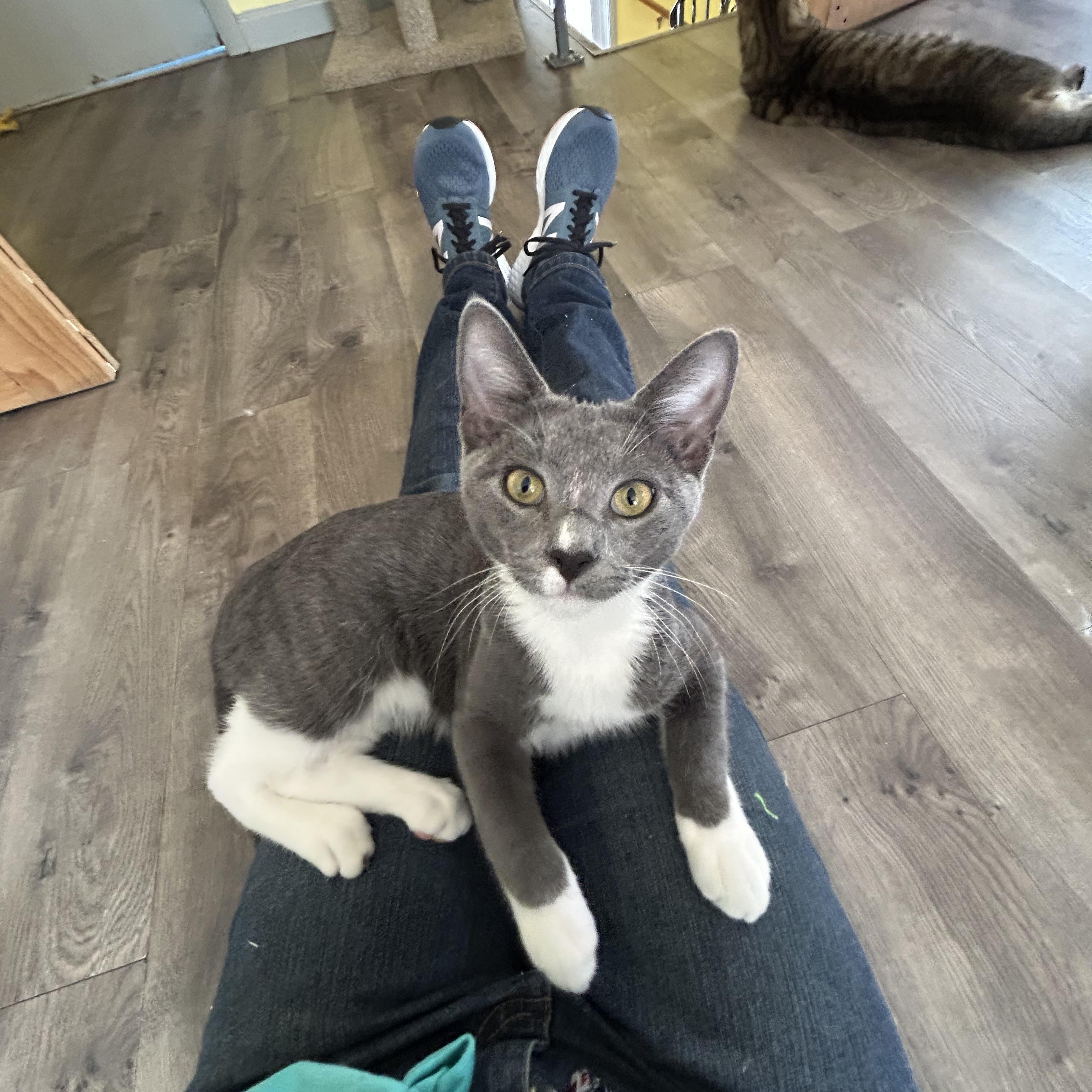 Carlos, an adoptable Domestic Short Hair in Mount Rainier, MD image 3/5