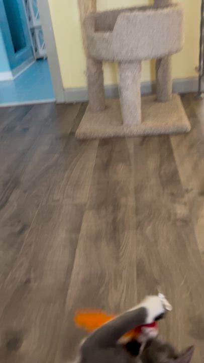 Enlarge Carlos, a Adoptable Domestic Short Hair in Mount Rainier, MD video 4/4