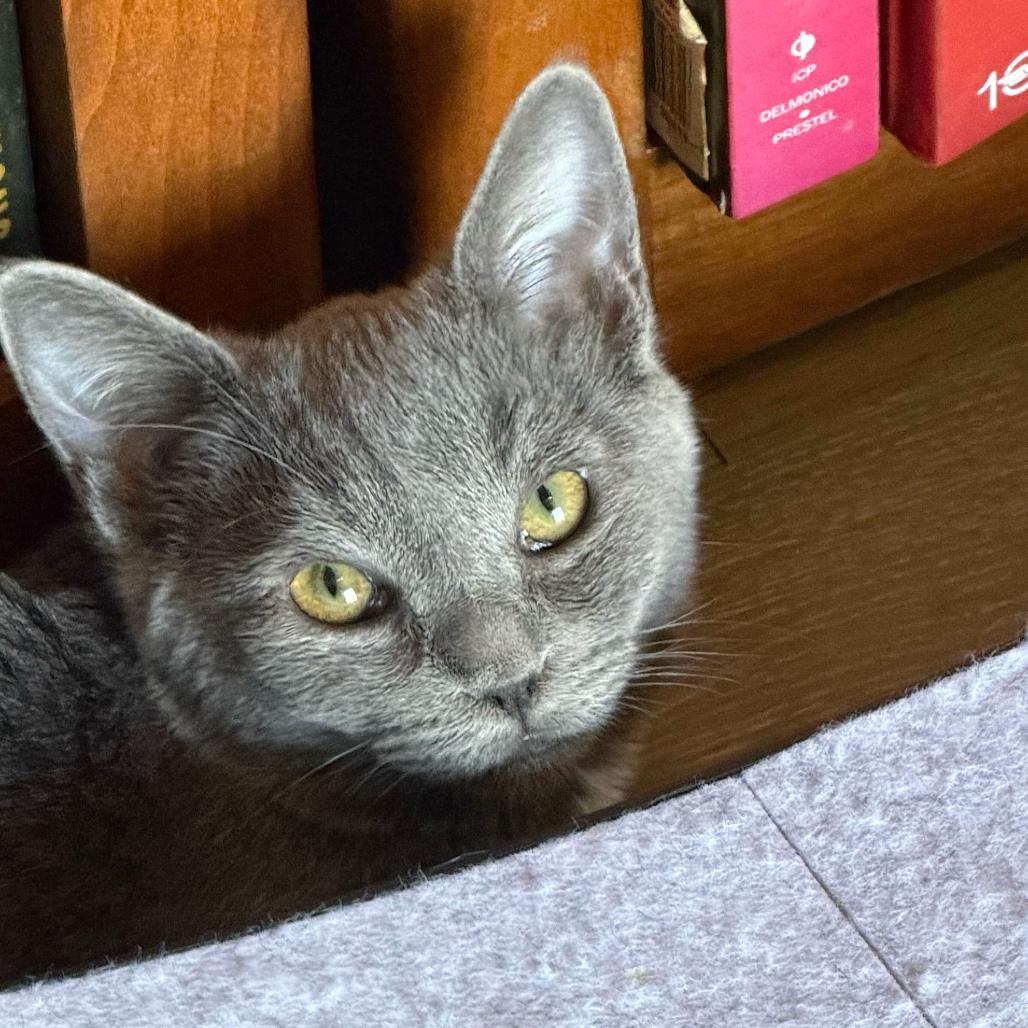 Enlarge Miley, a Adoptable Domestic Long Hair in Escondido, CA image 1/5