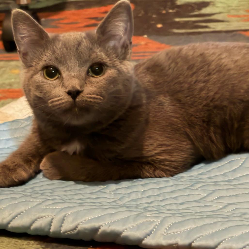 Enlarge Miley, a Adoptable Domestic Long Hair in Escondido, CA image 2/5