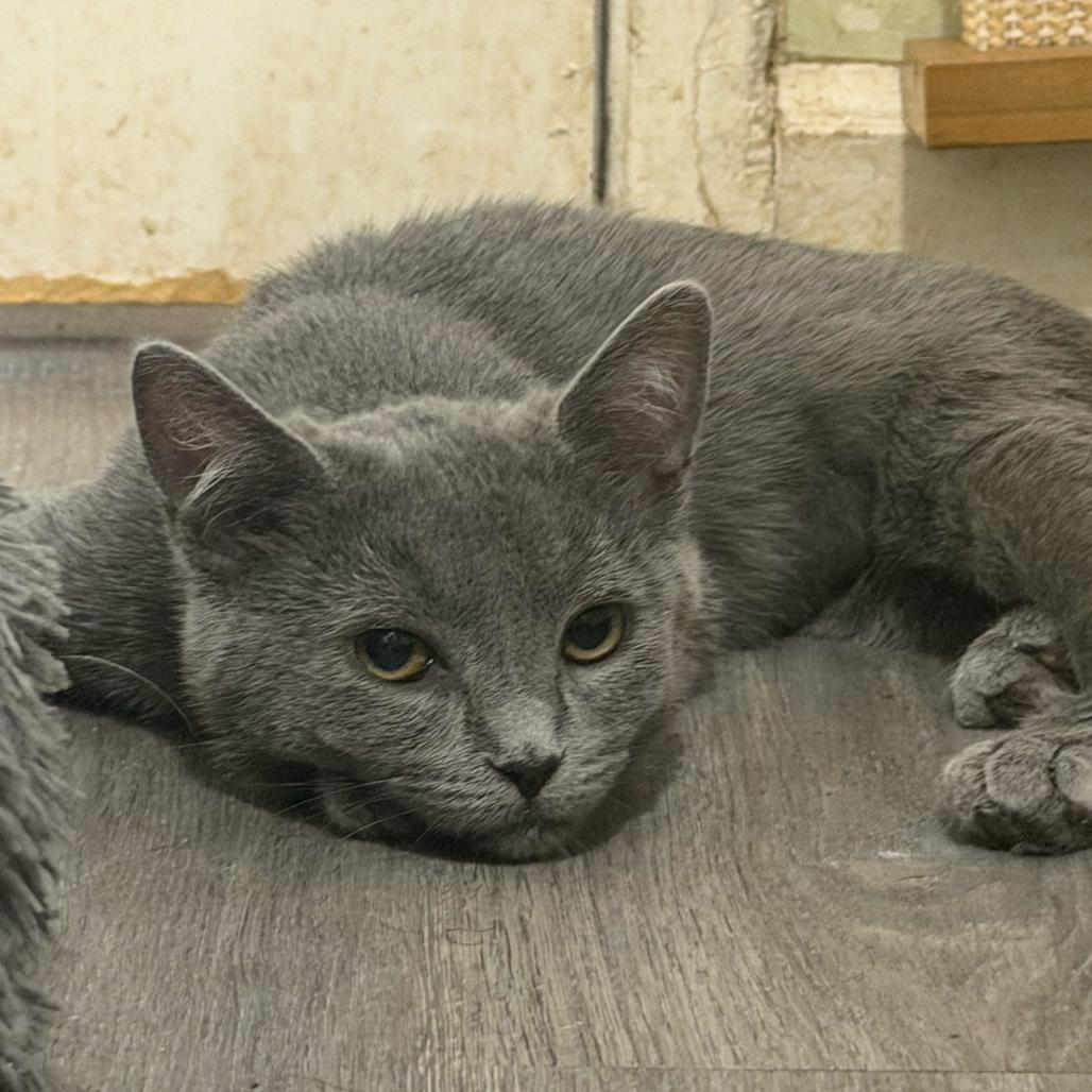 Enlarge Miley, a Adoptable Domestic Long Hair in Escondido, CA image 5/5