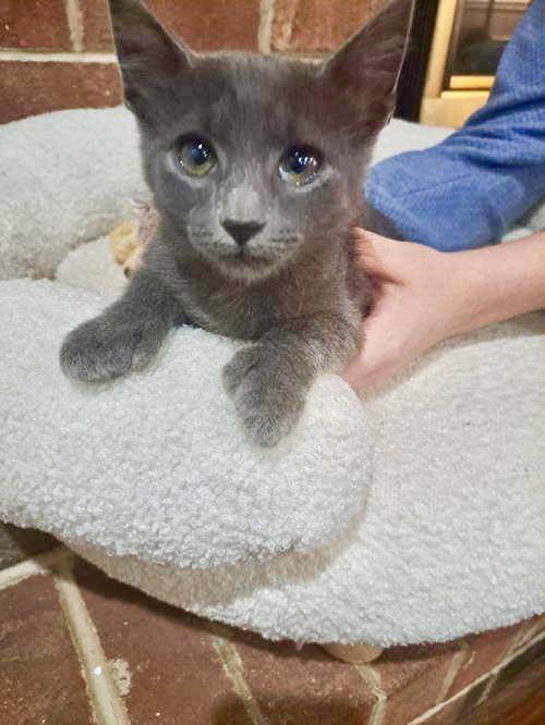 Mittens, Willow Grove Area, (FCID 11/04/2025-125)C