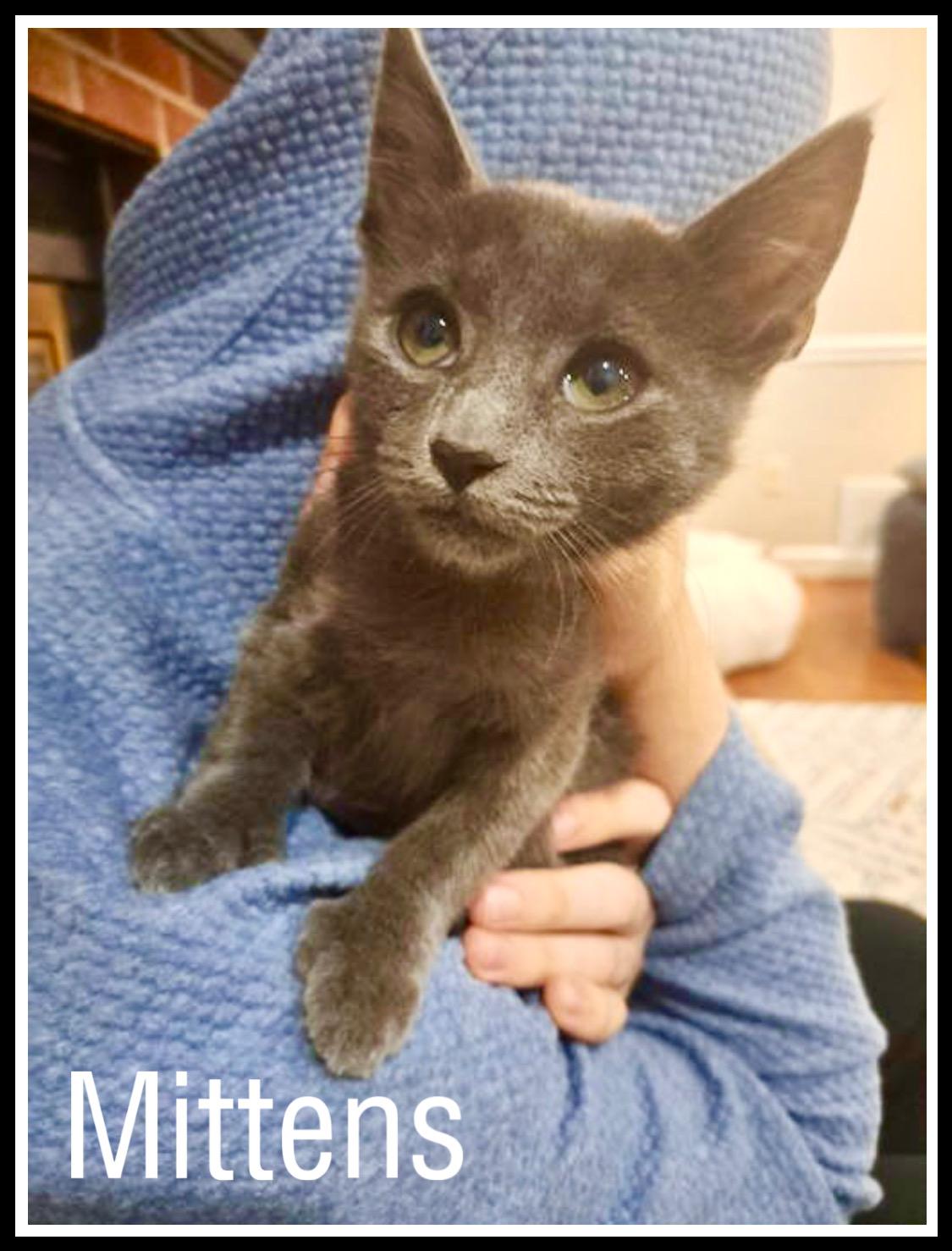 Mittens, Willow Grove Area, (FCID 11/04/2025-125)C