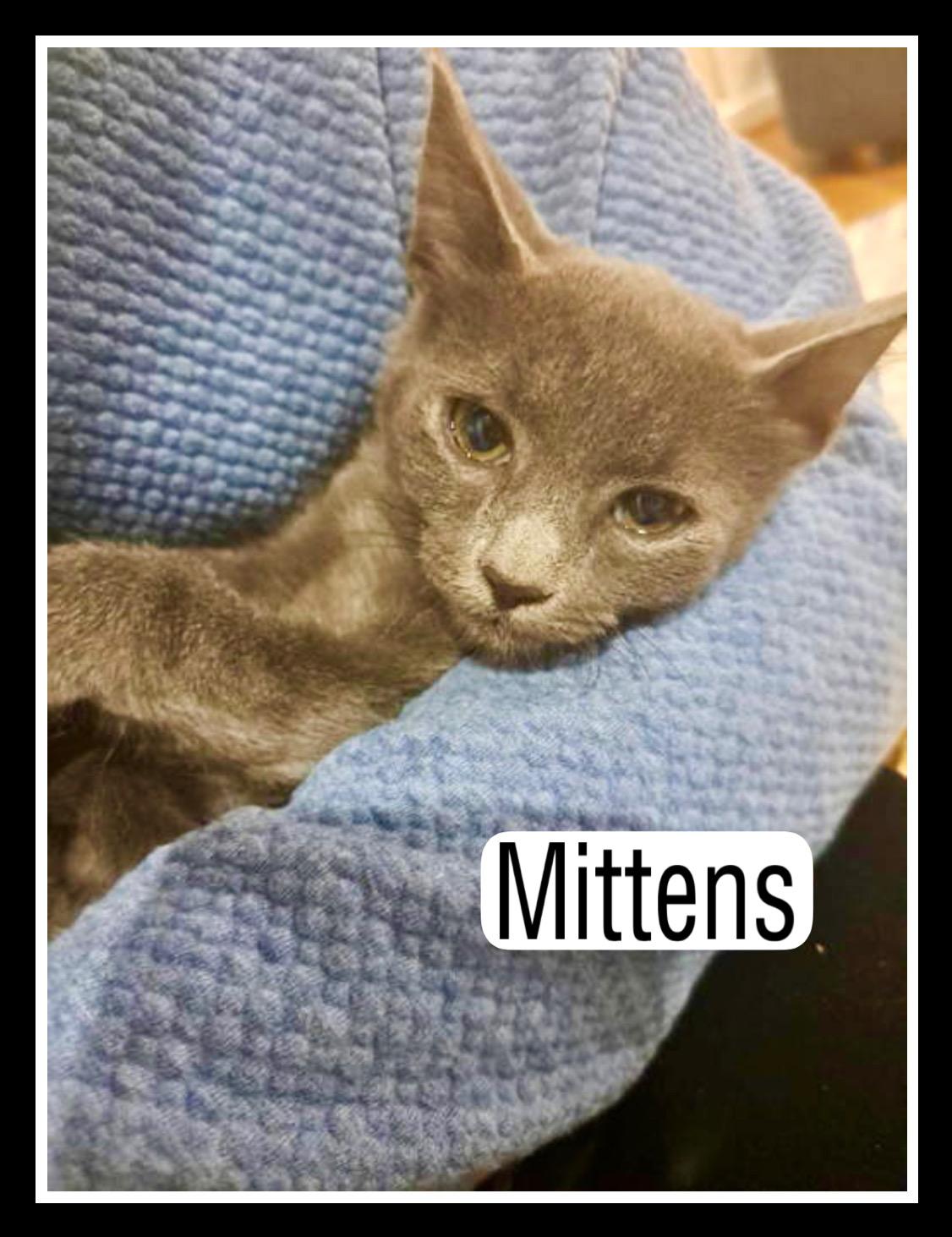 Mittens, Willow Grove Area, (FCID 11/04/2025-125)C