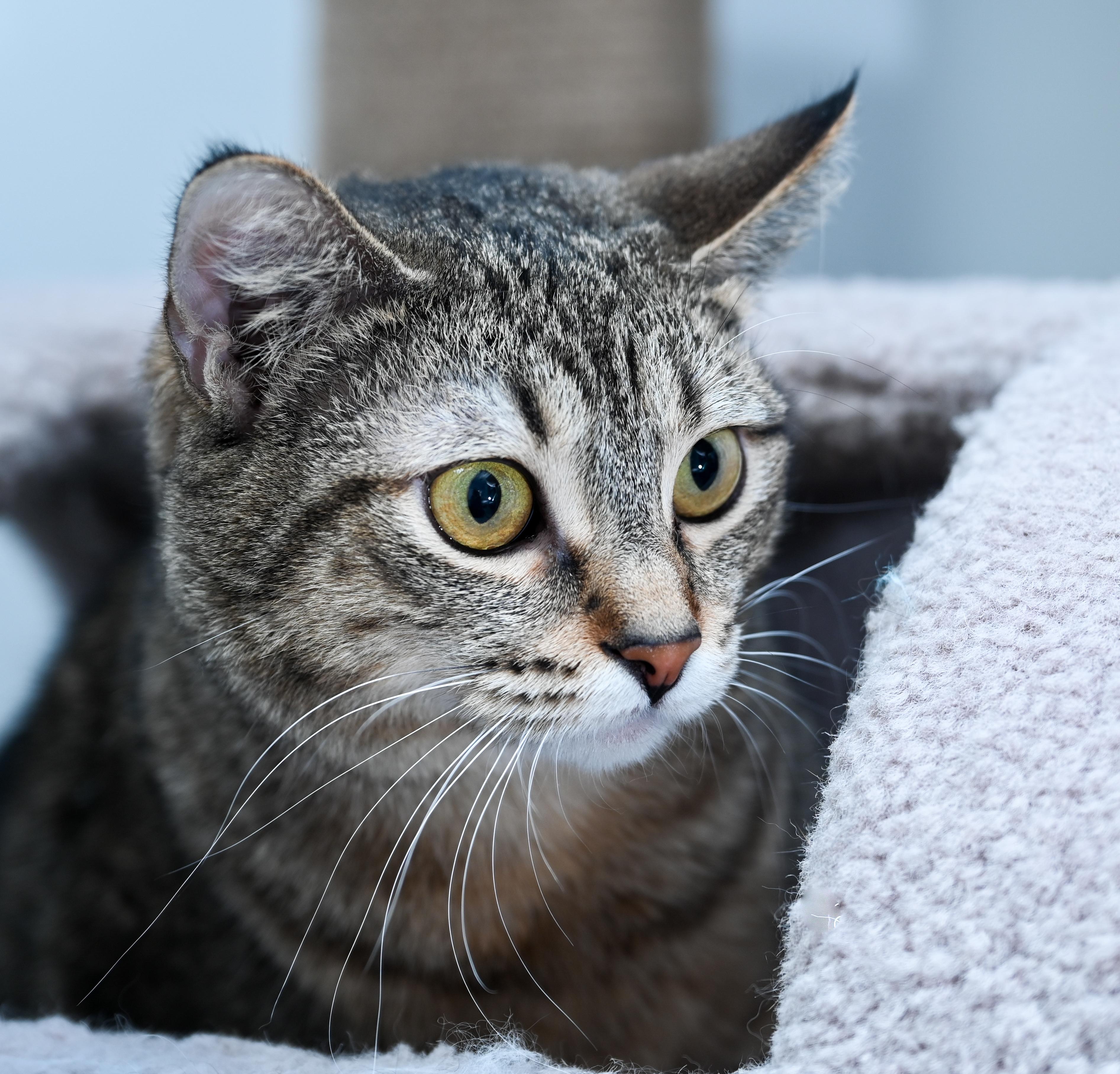 Enlarge CoCo, a ADOPTABLE mixed breed in Chattanooga, TN image 2/4