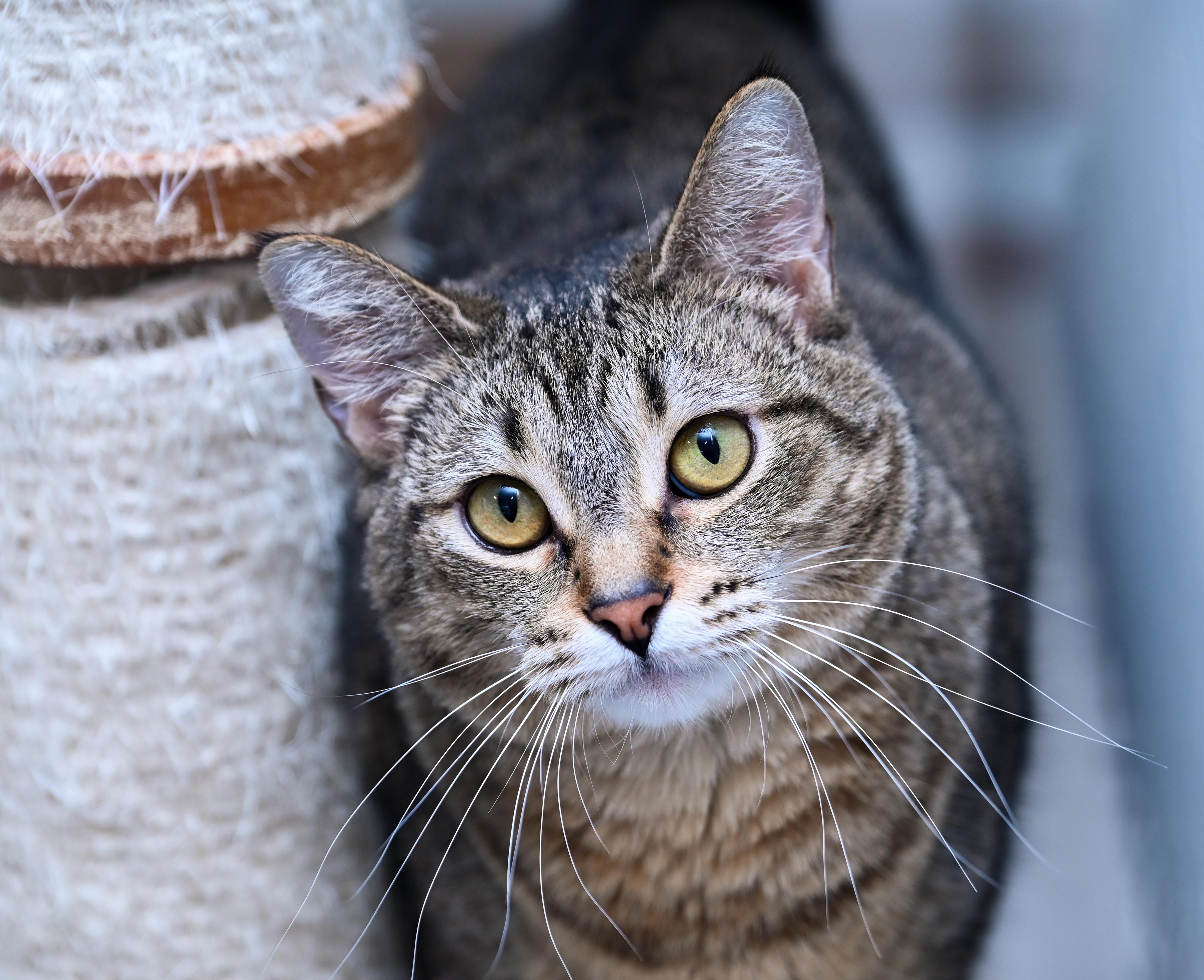 CoCo, ADOPTABLE, Adult Female Tabby & Torbie.