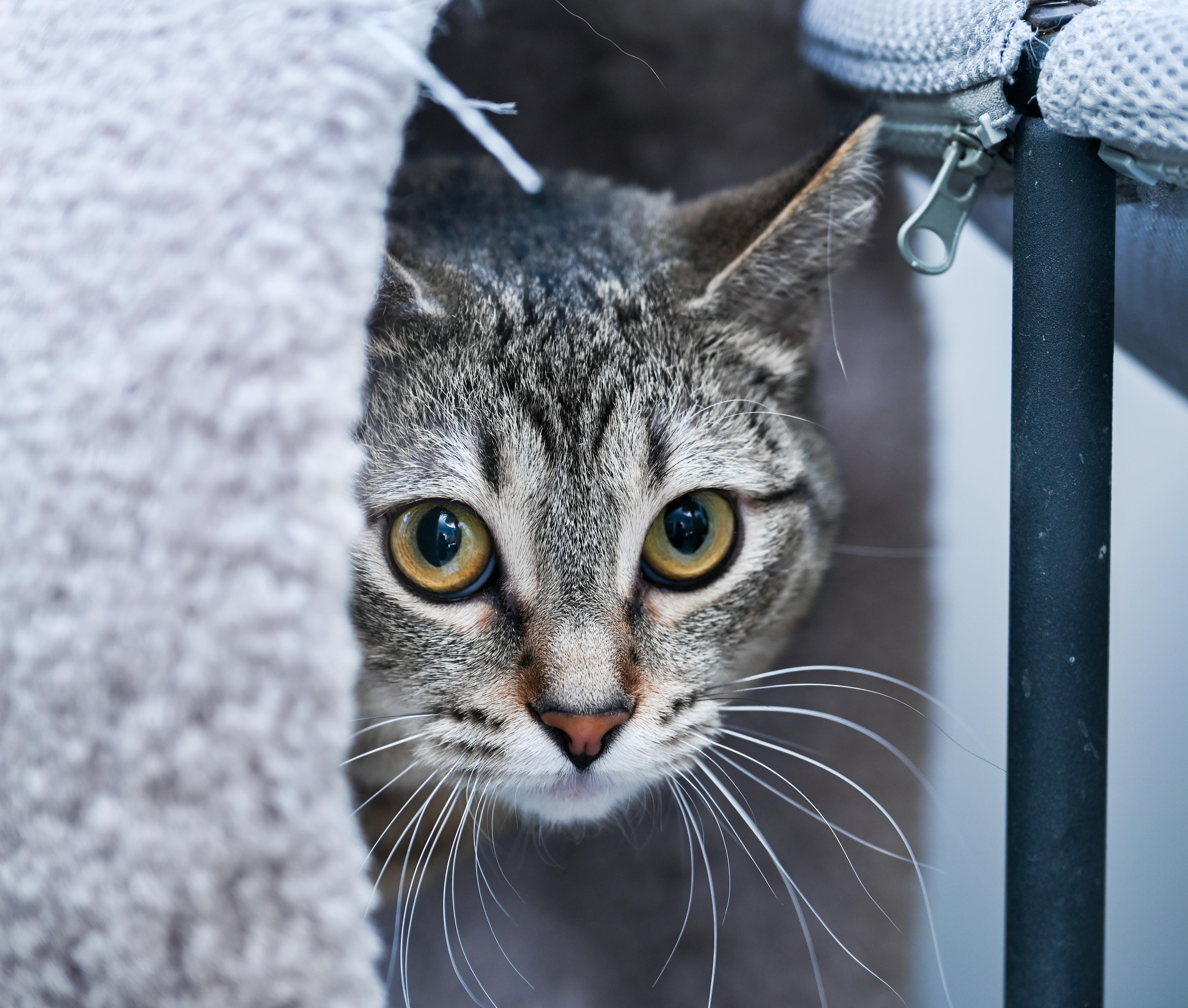Enlarge CoCo, a ADOPTABLE mixed breed in Chattanooga, TN image 4/4