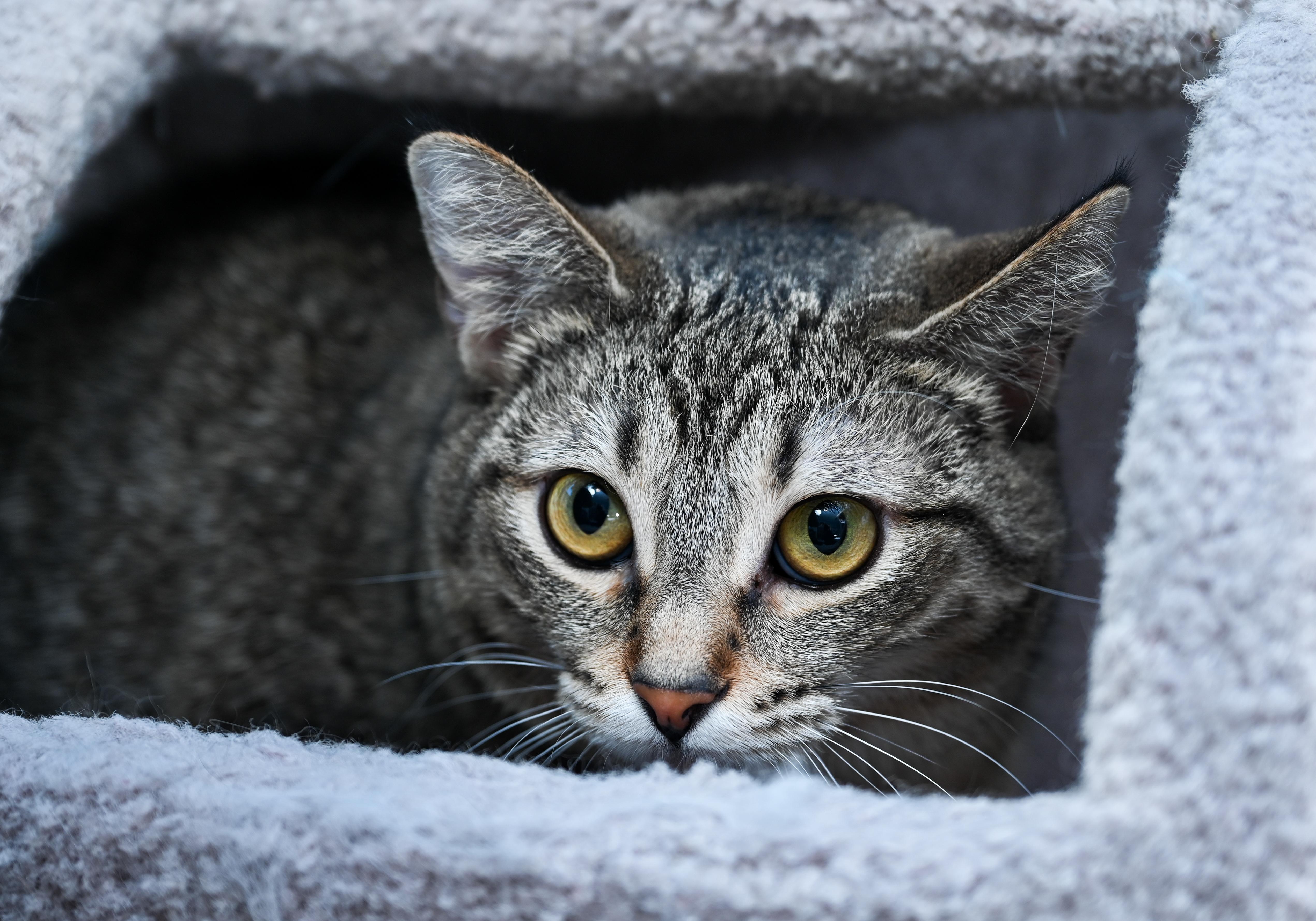 Enlarge CoCo, a ADOPTABLE mixed breed in Chattanooga, TN image 3/4
