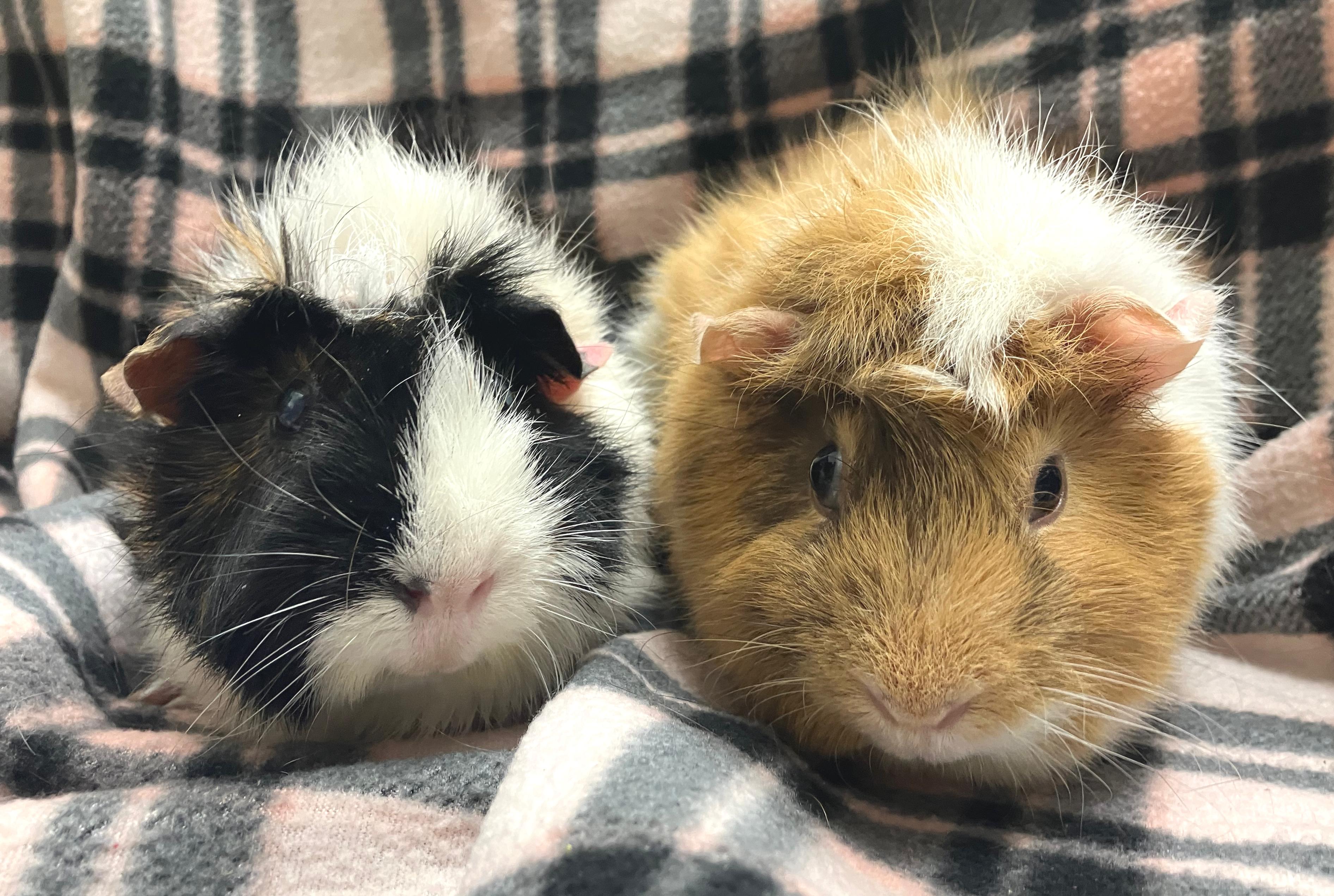 Enlarge Wendy & Whitney, an adopted mixed breed in Oshkosh, WI image 1/5