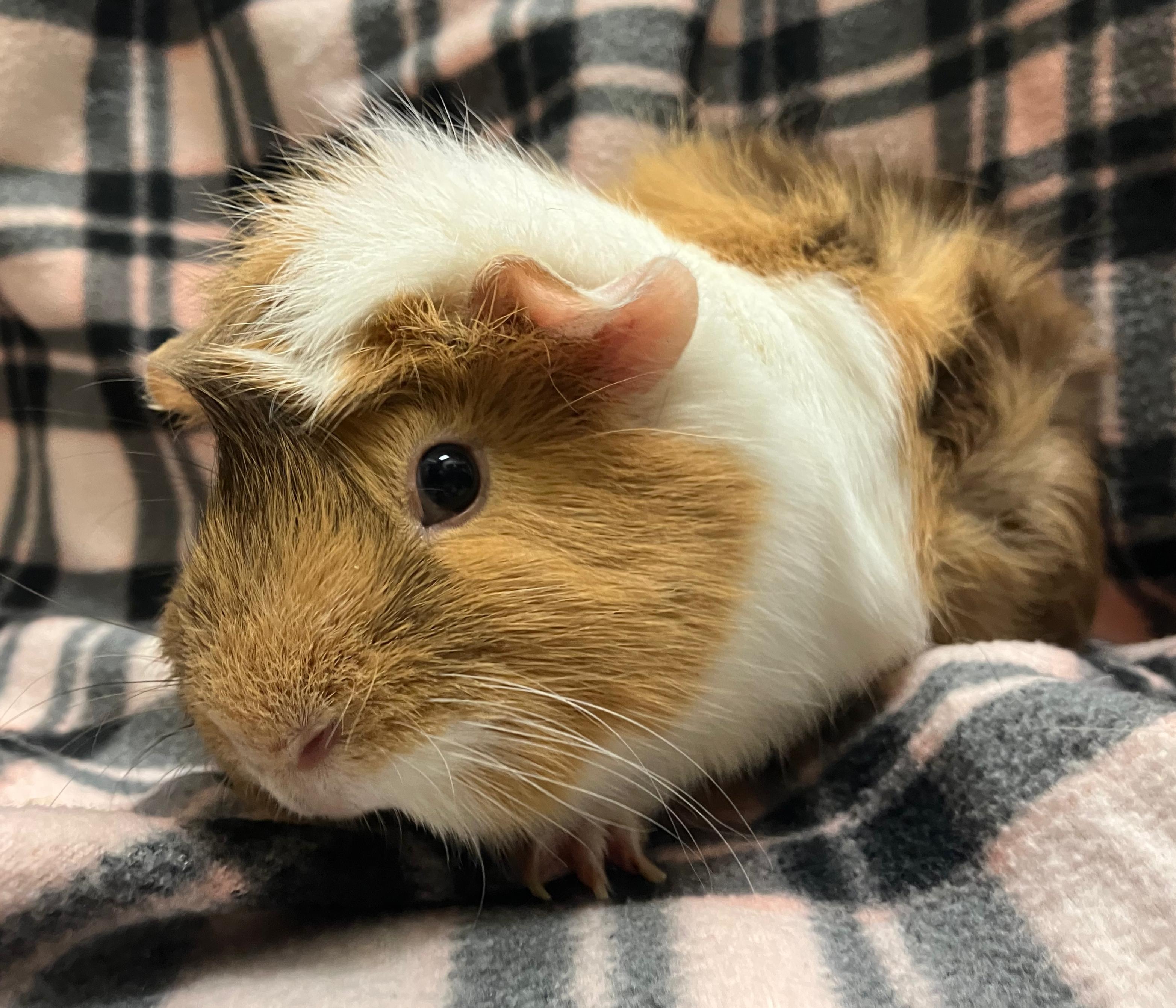 Enlarge Wendy & Whitney, an adopted mixed breed in Oshkosh, WI image 5/5