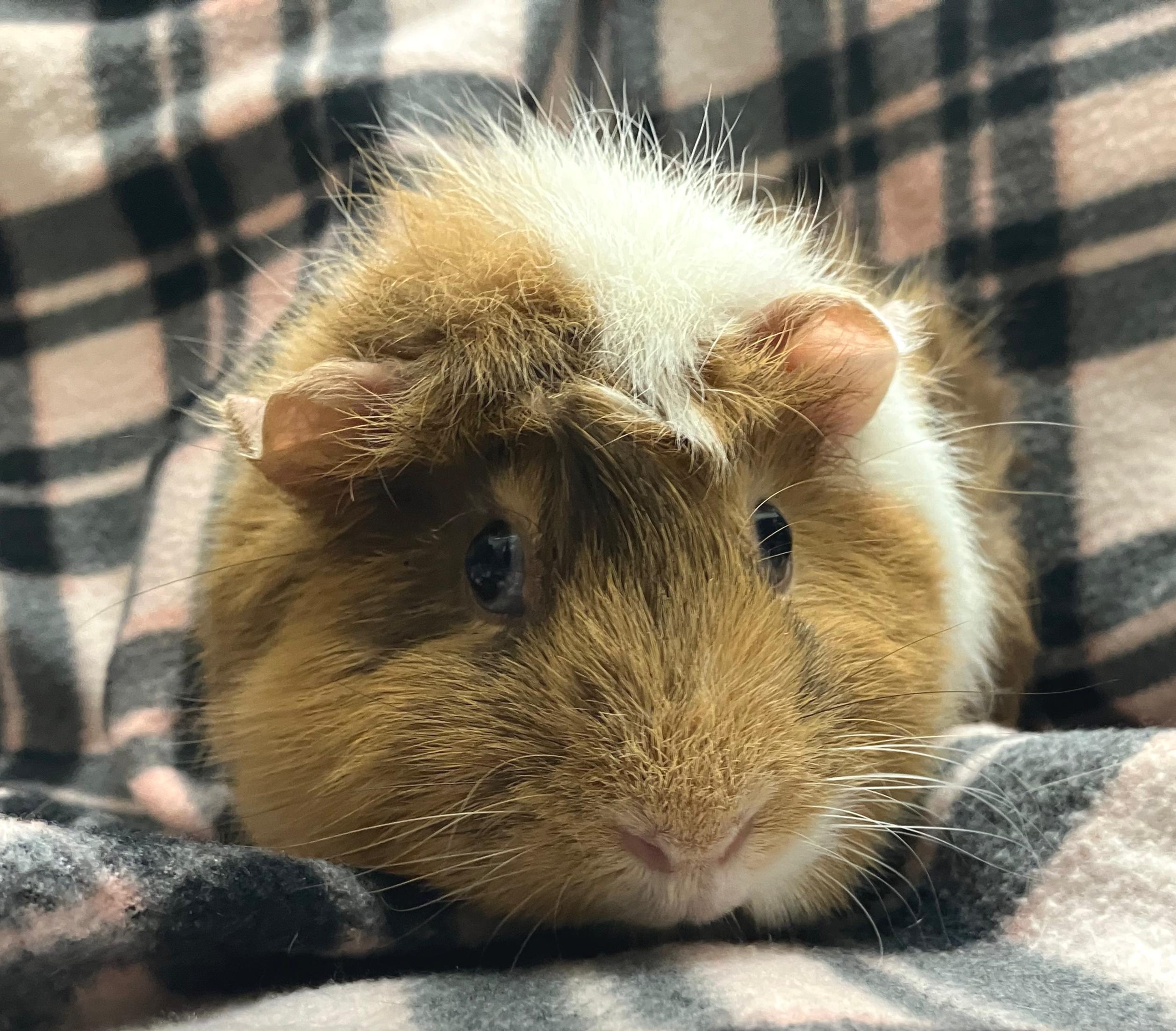 Enlarge Wendy & Whitney, an adopted mixed breed in Oshkosh, WI image 4/5