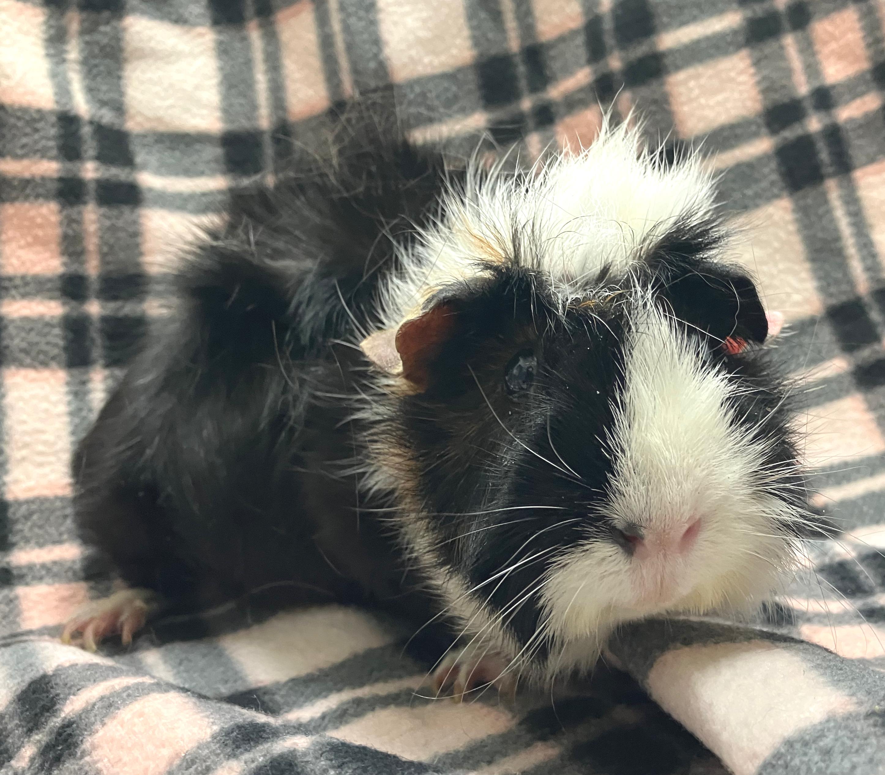 Enlarge Wendy & Whitney, an adopted mixed breed in Oshkosh, WI image 3/5