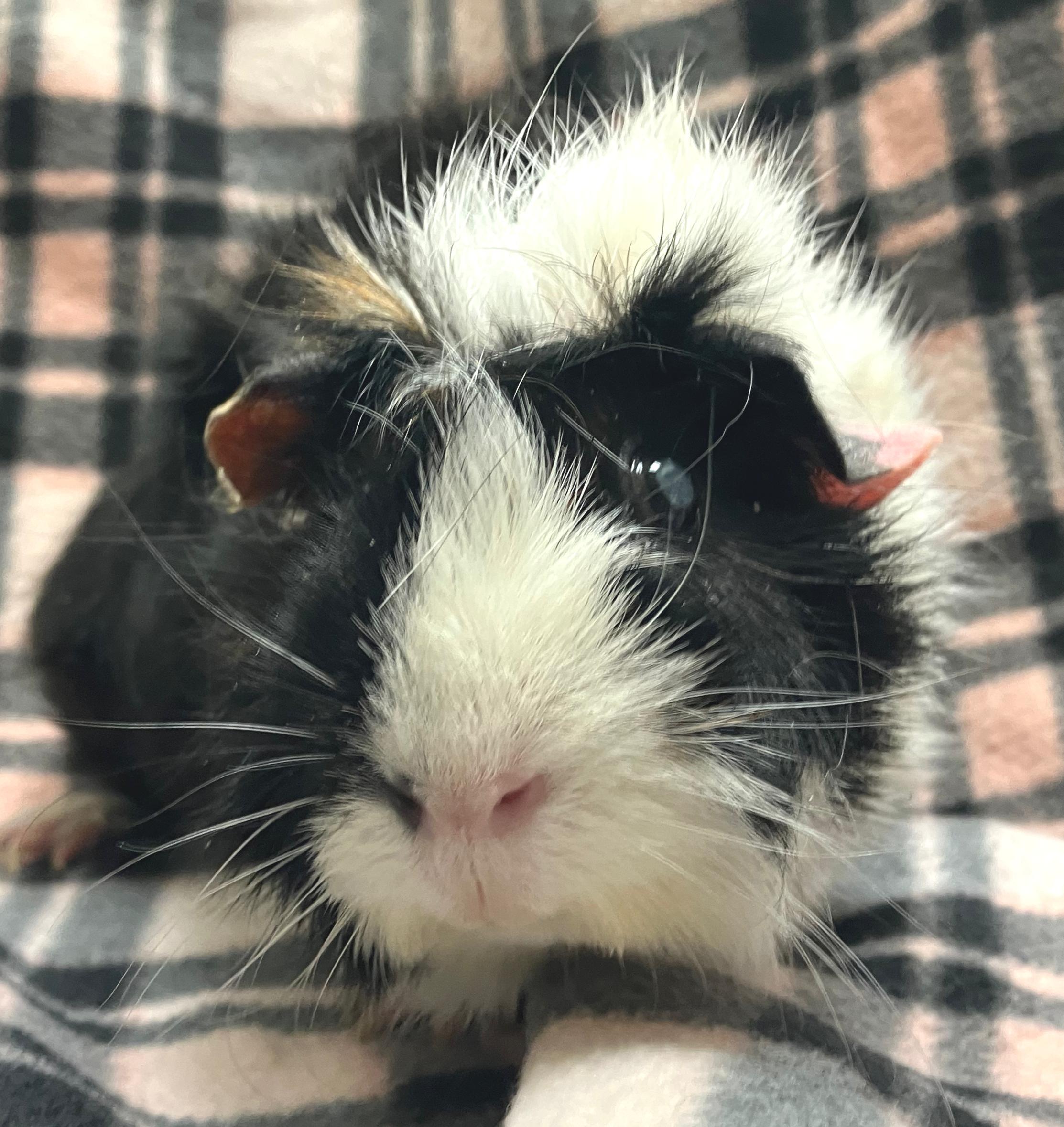 Enlarge Wendy & Whitney, an adopted mixed breed in Oshkosh, WI image 2/5