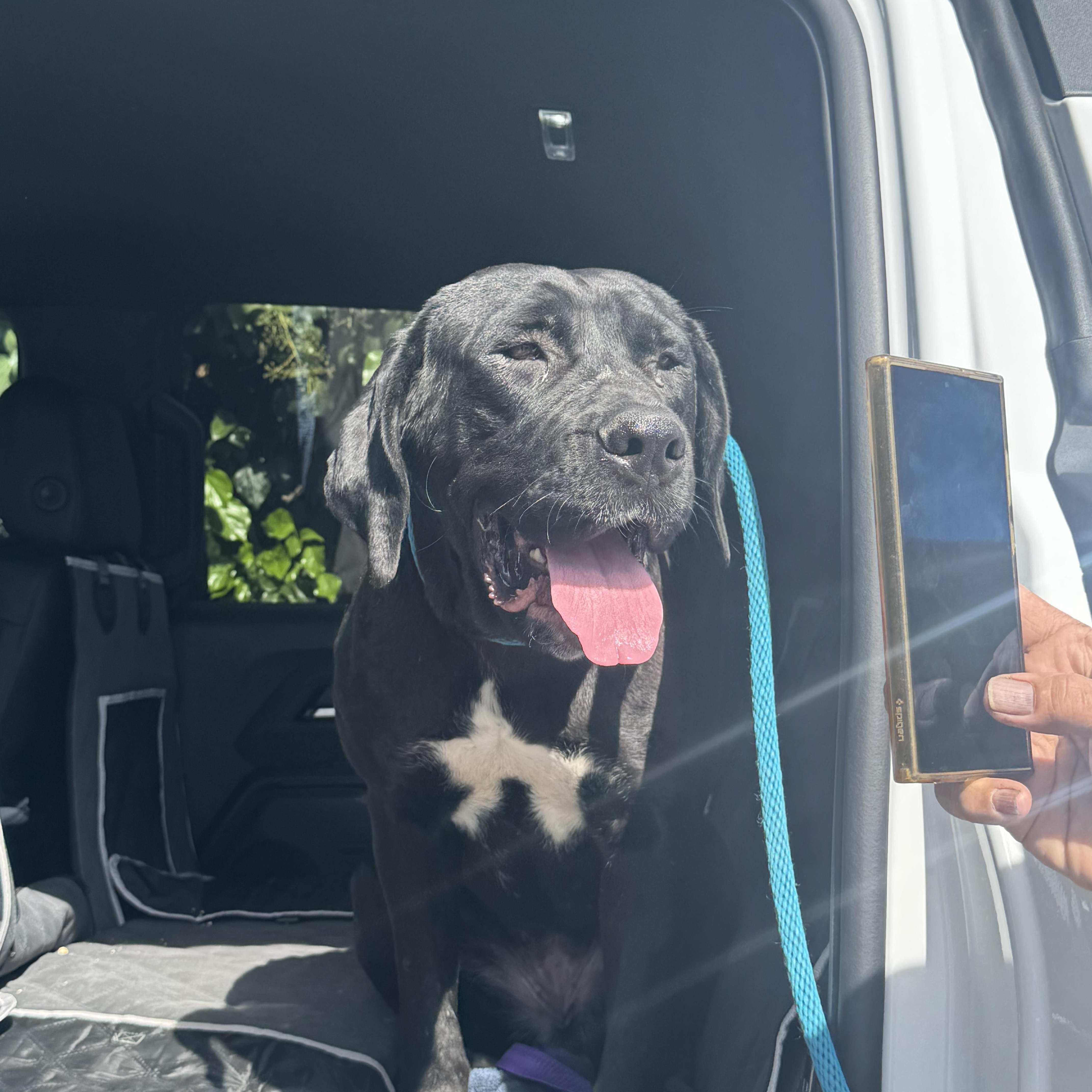 Enlarge Delilah, an adopted mixed breed in Claremont, CA image 2/4