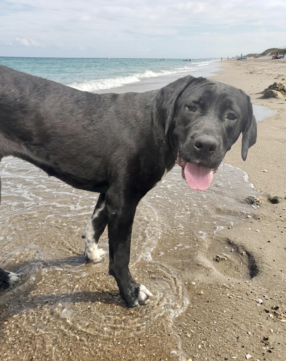Delilah, adopted, Young Female Neapolitan Mastiff & Great Dane.