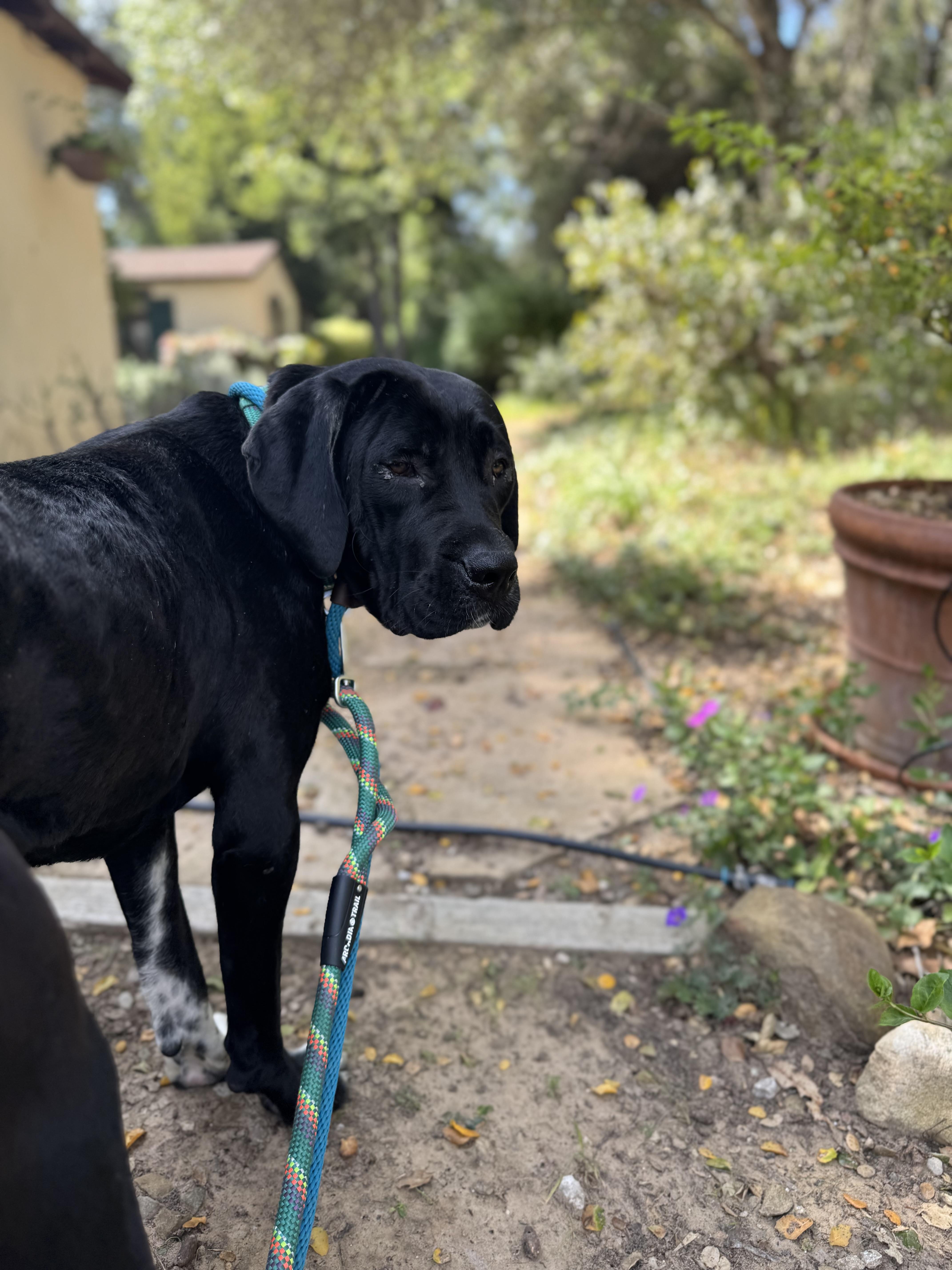 Enlarge Delilah, an adopted mixed breed in Claremont, CA image 4/4
