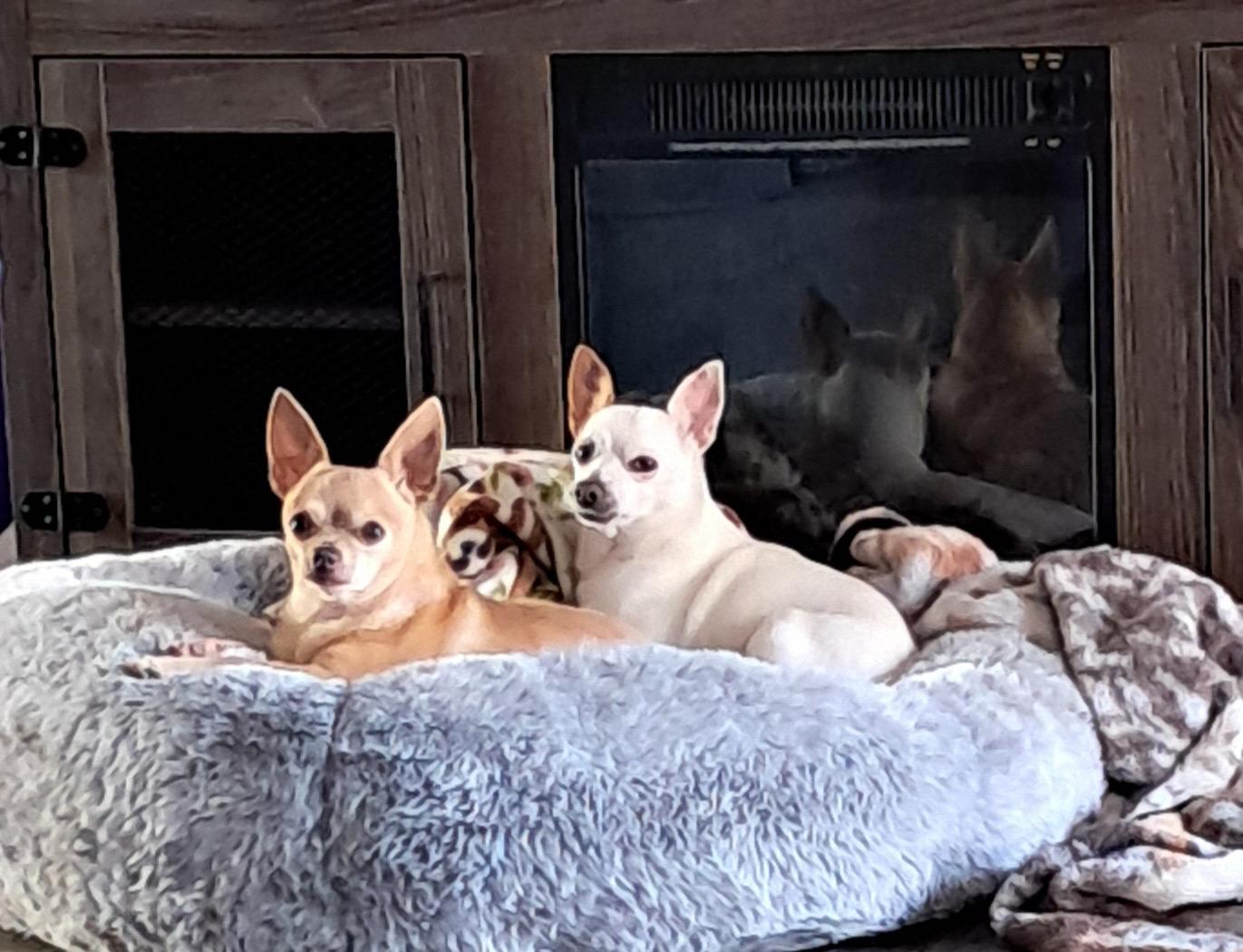 ELVIS, a Adoptable Chihuahua in fort worth, TX image 2/4